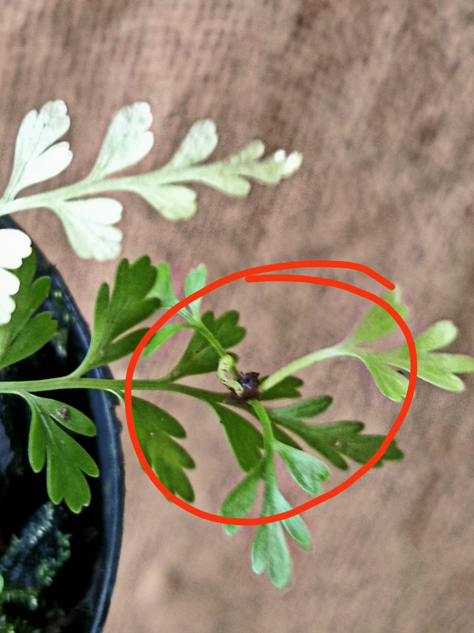 Asplenium bulbiferum
Mother spleenwort, hens and chickens fern,