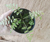 Asplenium bulbiferum
Mother spleenwort, hens and chickens fern,