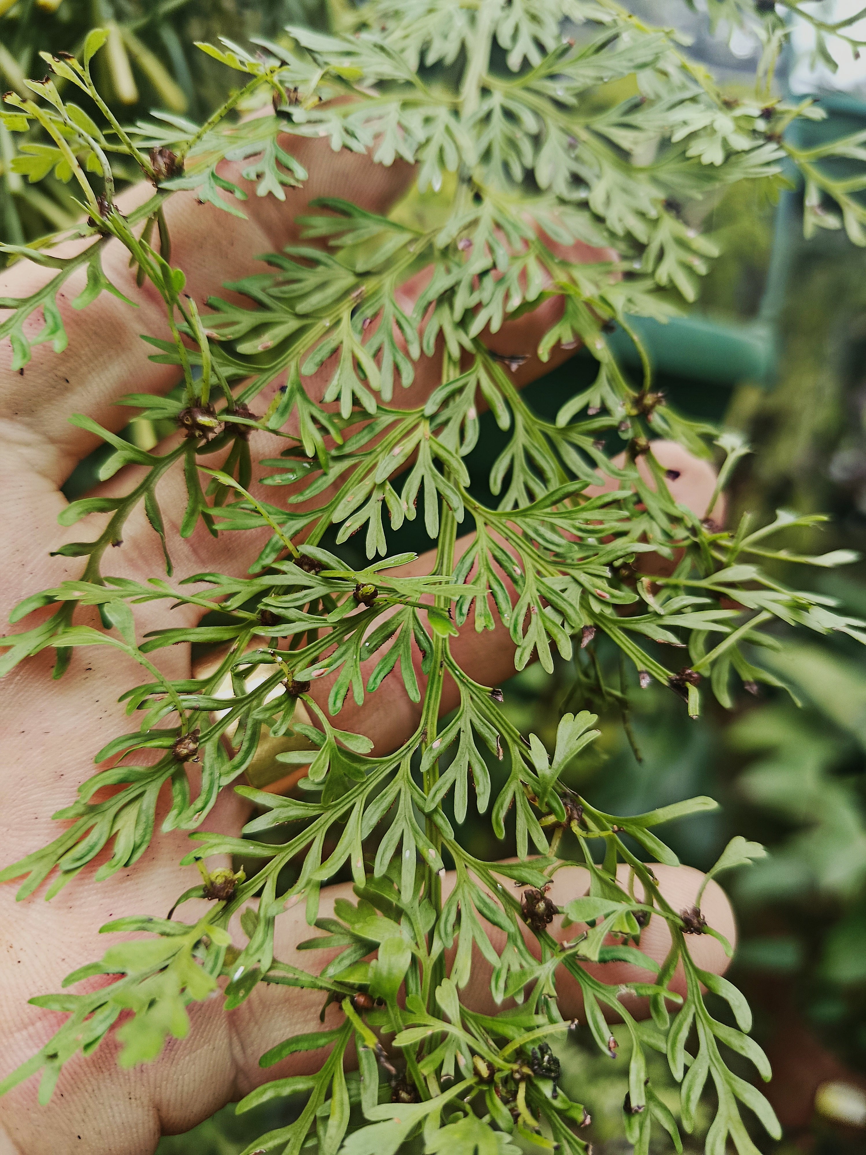 Asplenium bulbiferum
Mother spleenwort, hens and chickens fern,