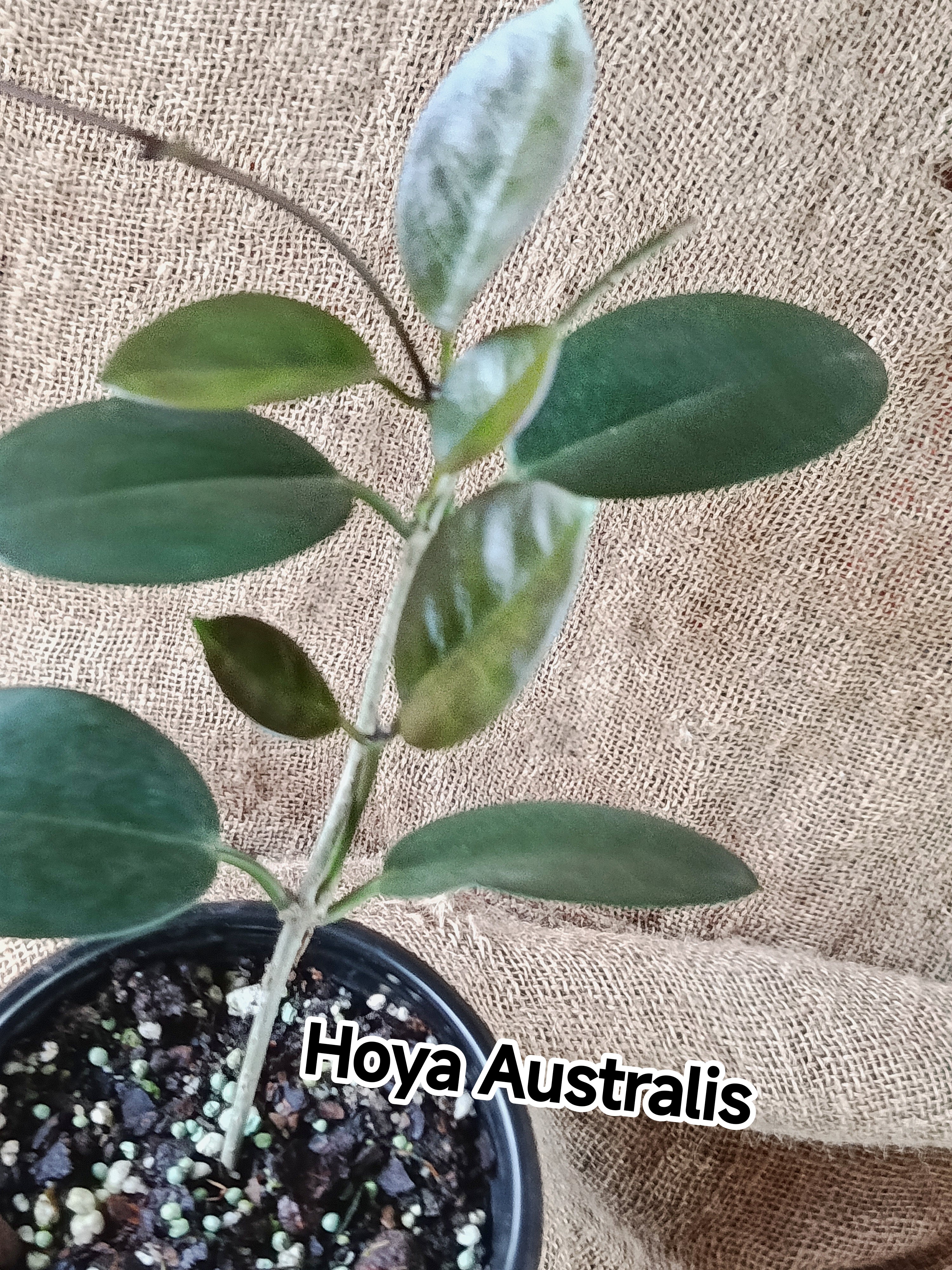 Hoya bicolour