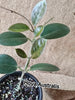 Hoya bicolour