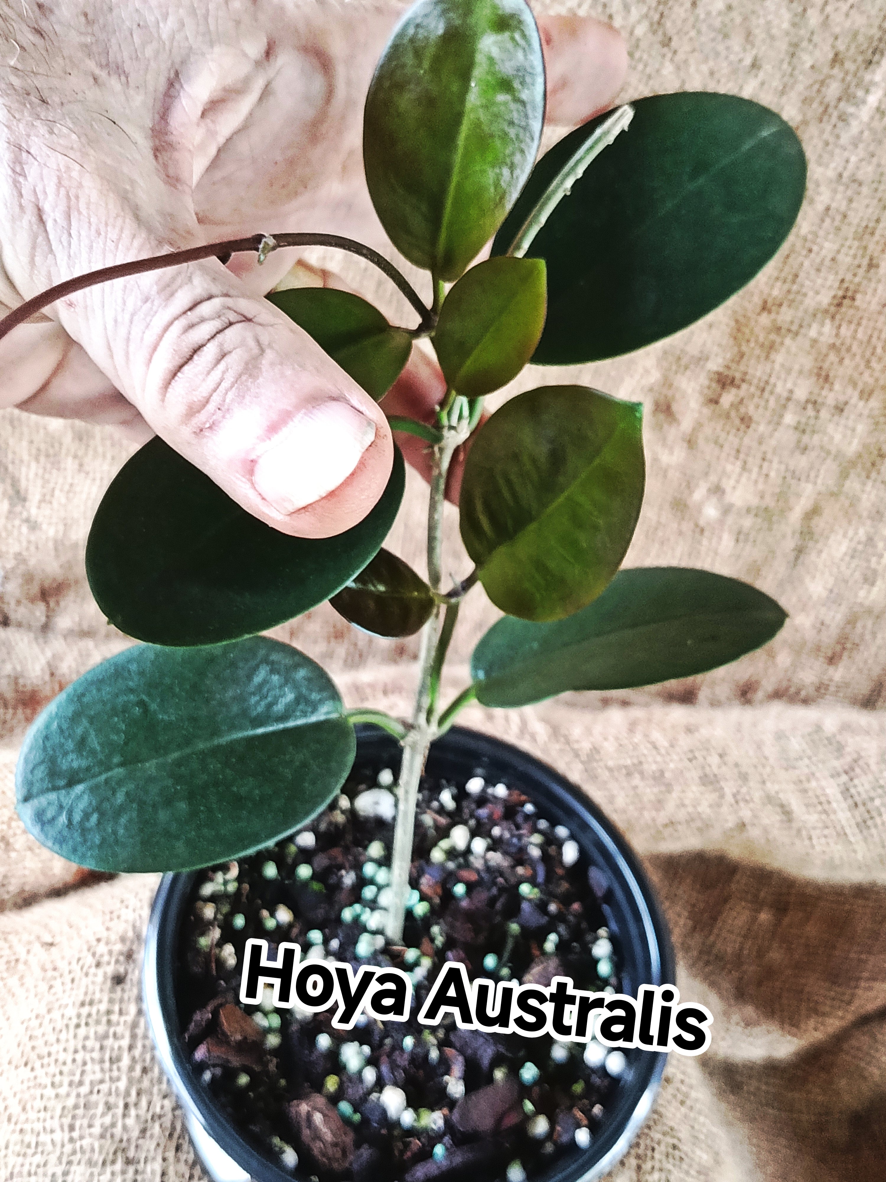 Hoya bicolour