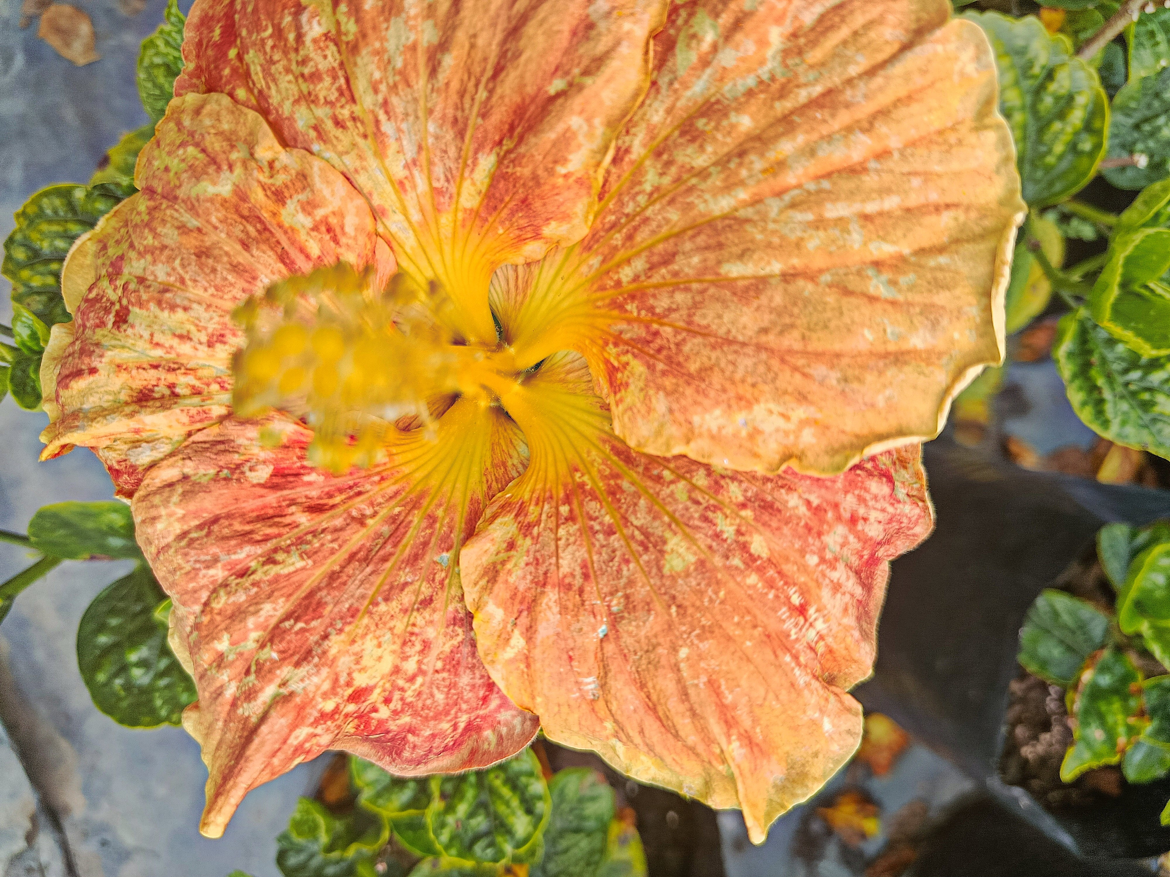 Hibiscus Orangeade