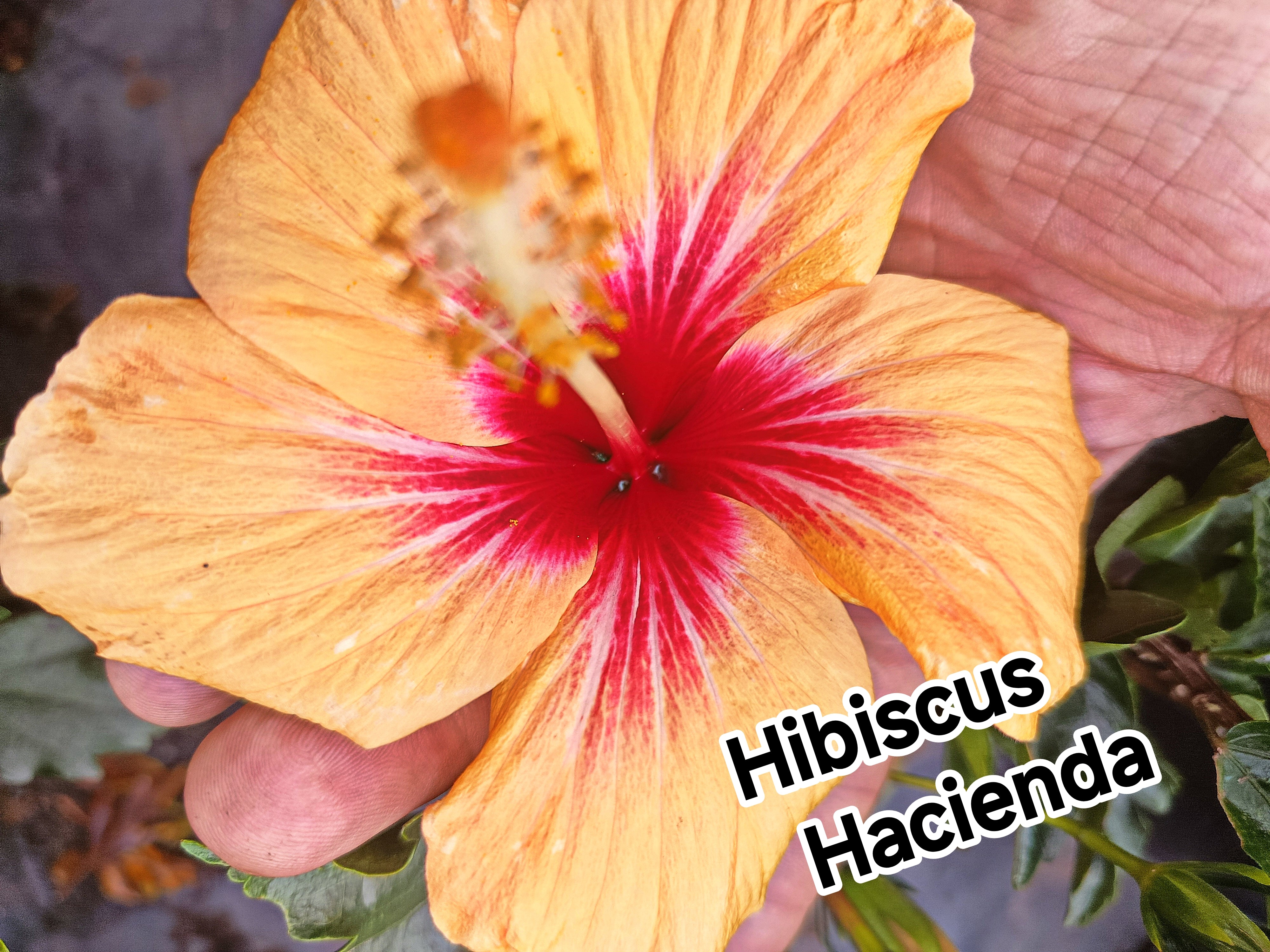 Hibiscus Hacienda