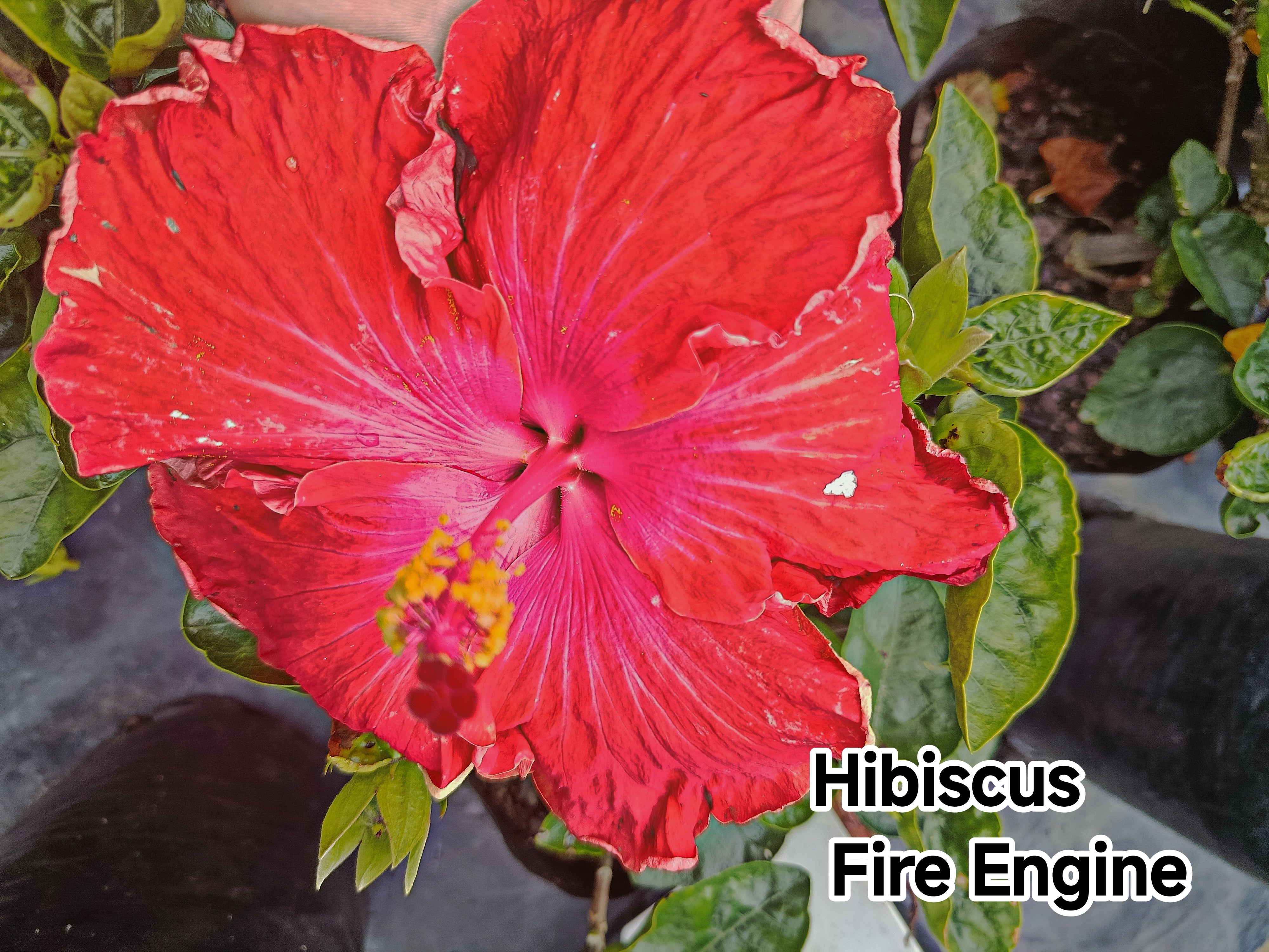 Hibiscus Fire Engine