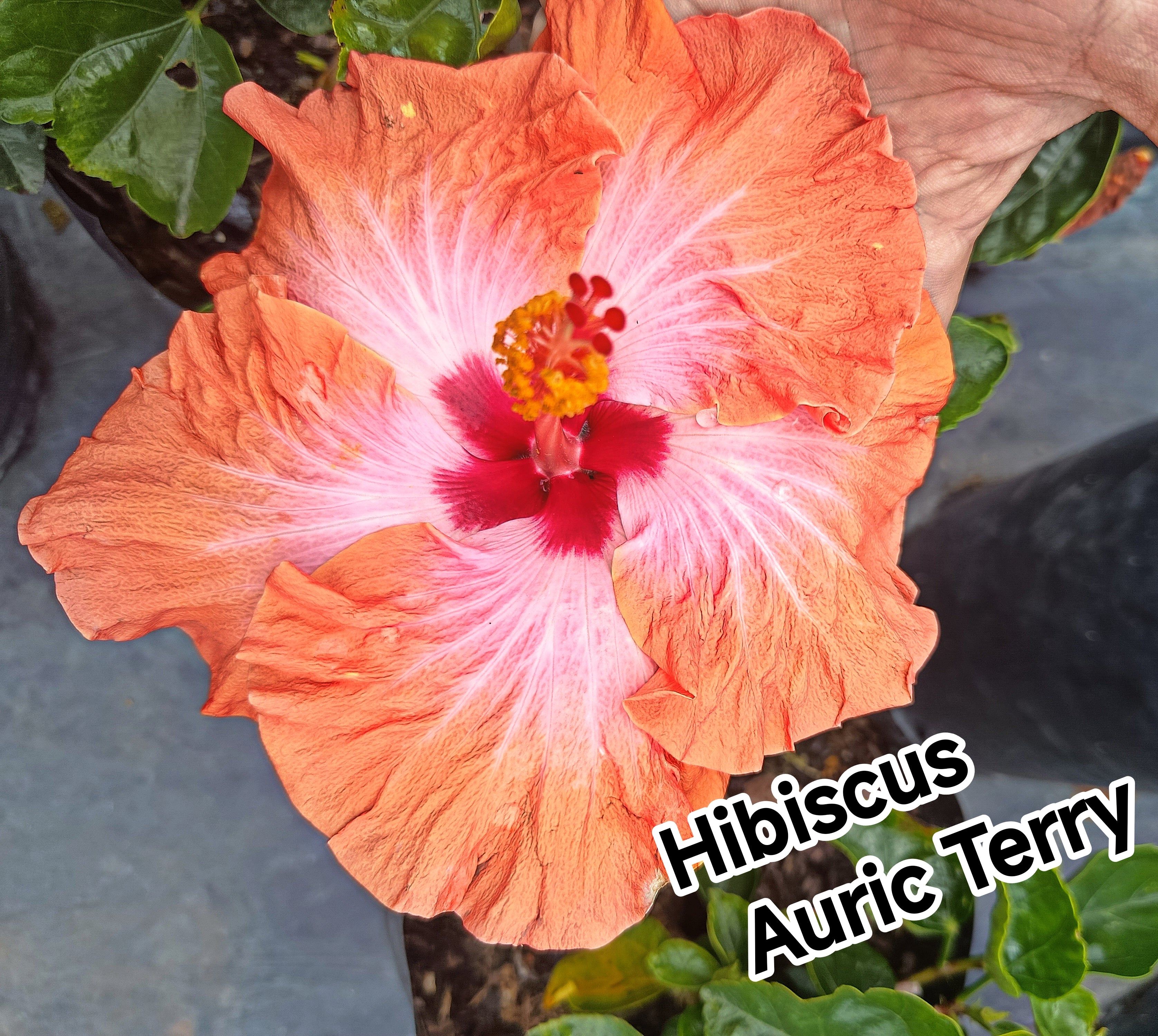 Hibiscus Avril Terry