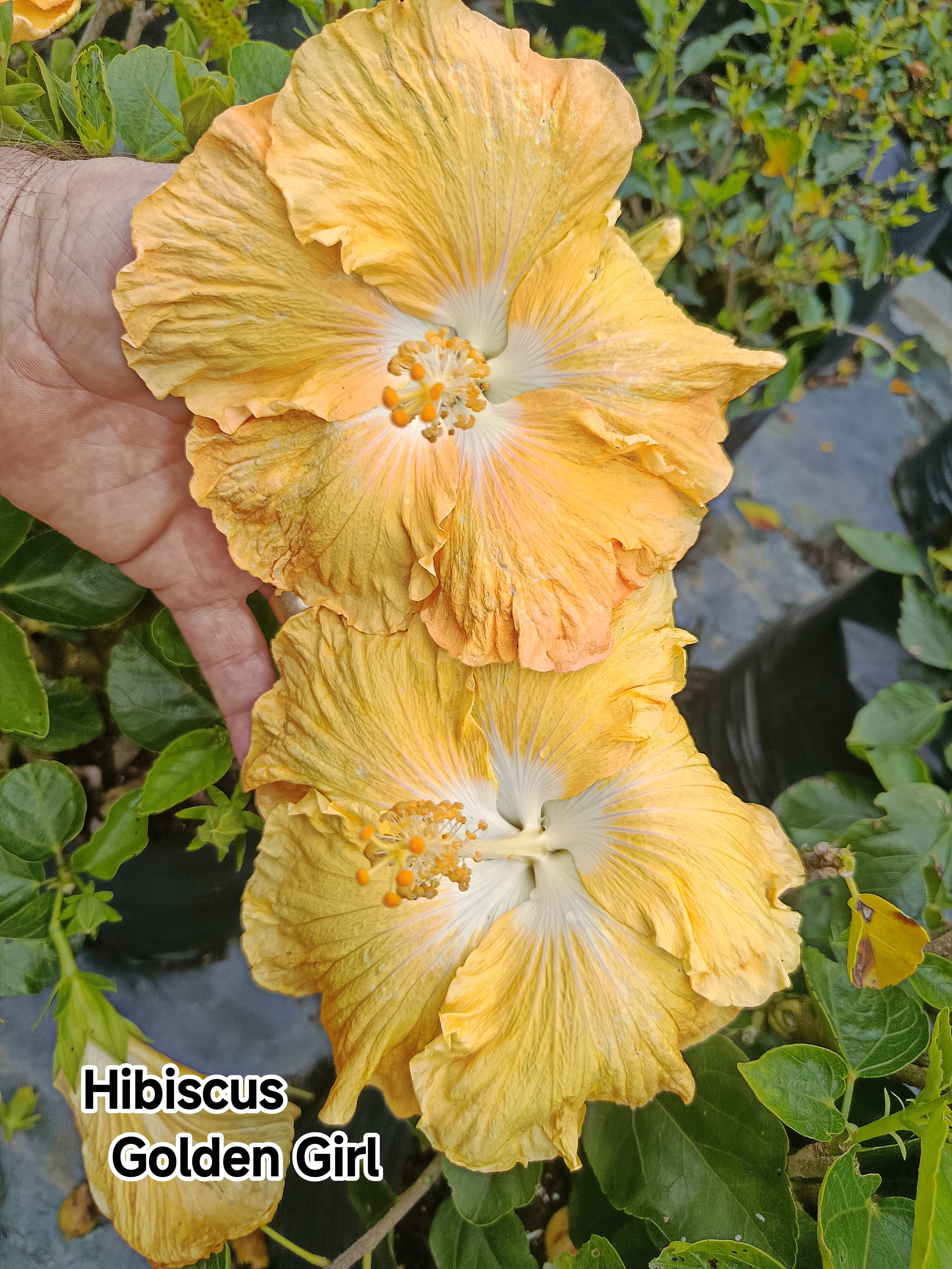 Hibiscus Golden Girl