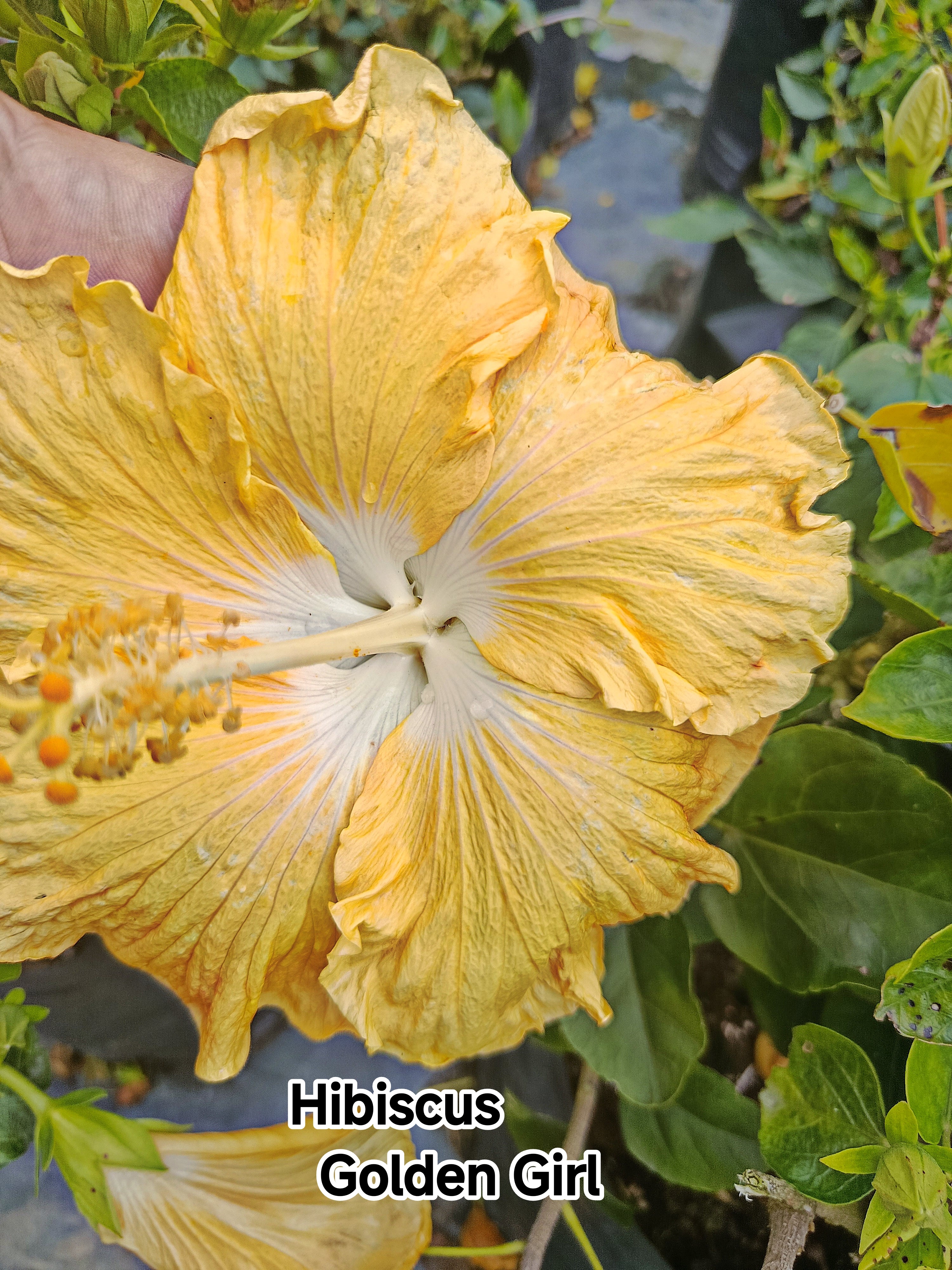 Hibiscus Golden Girl