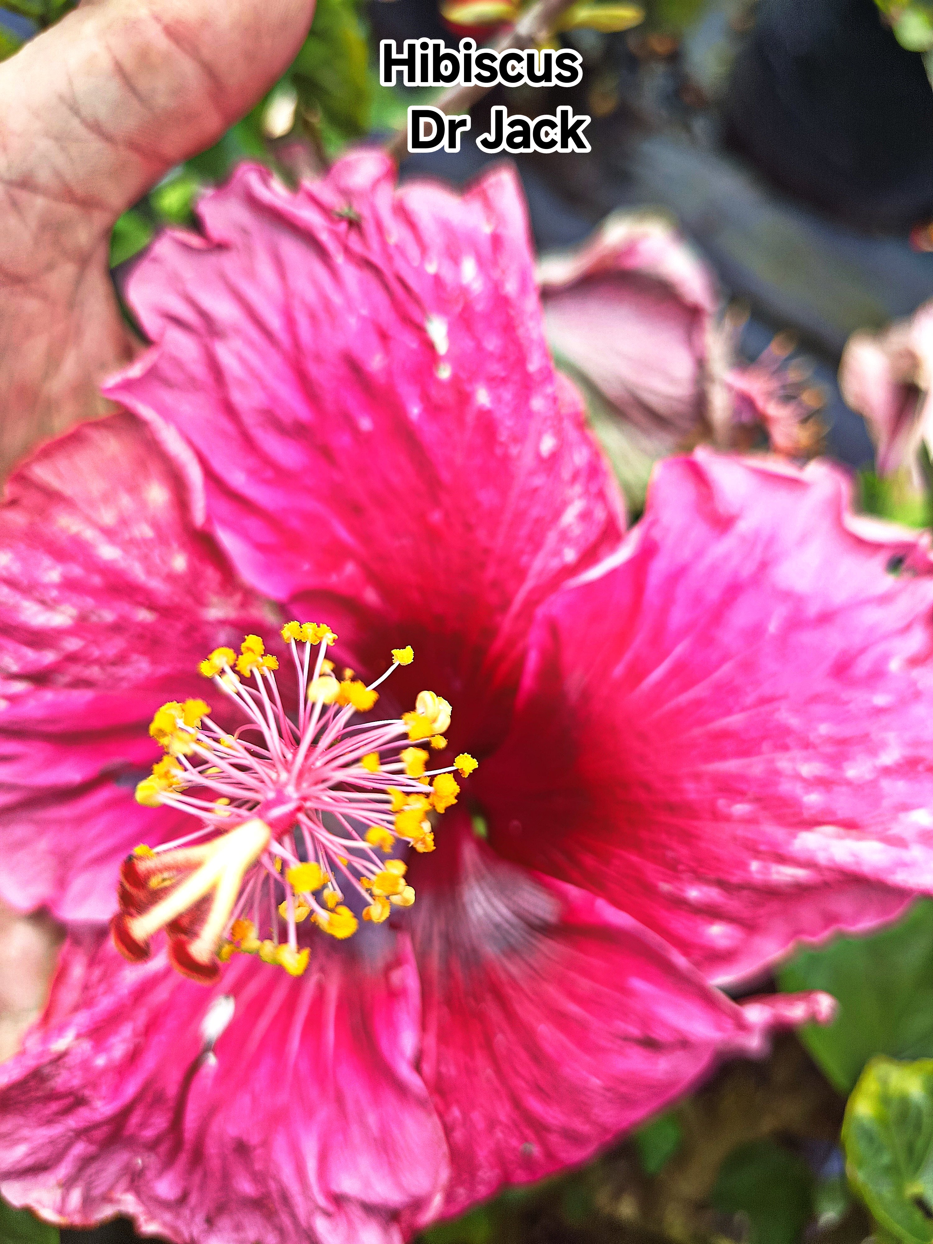 Hibiscus Dr Jack