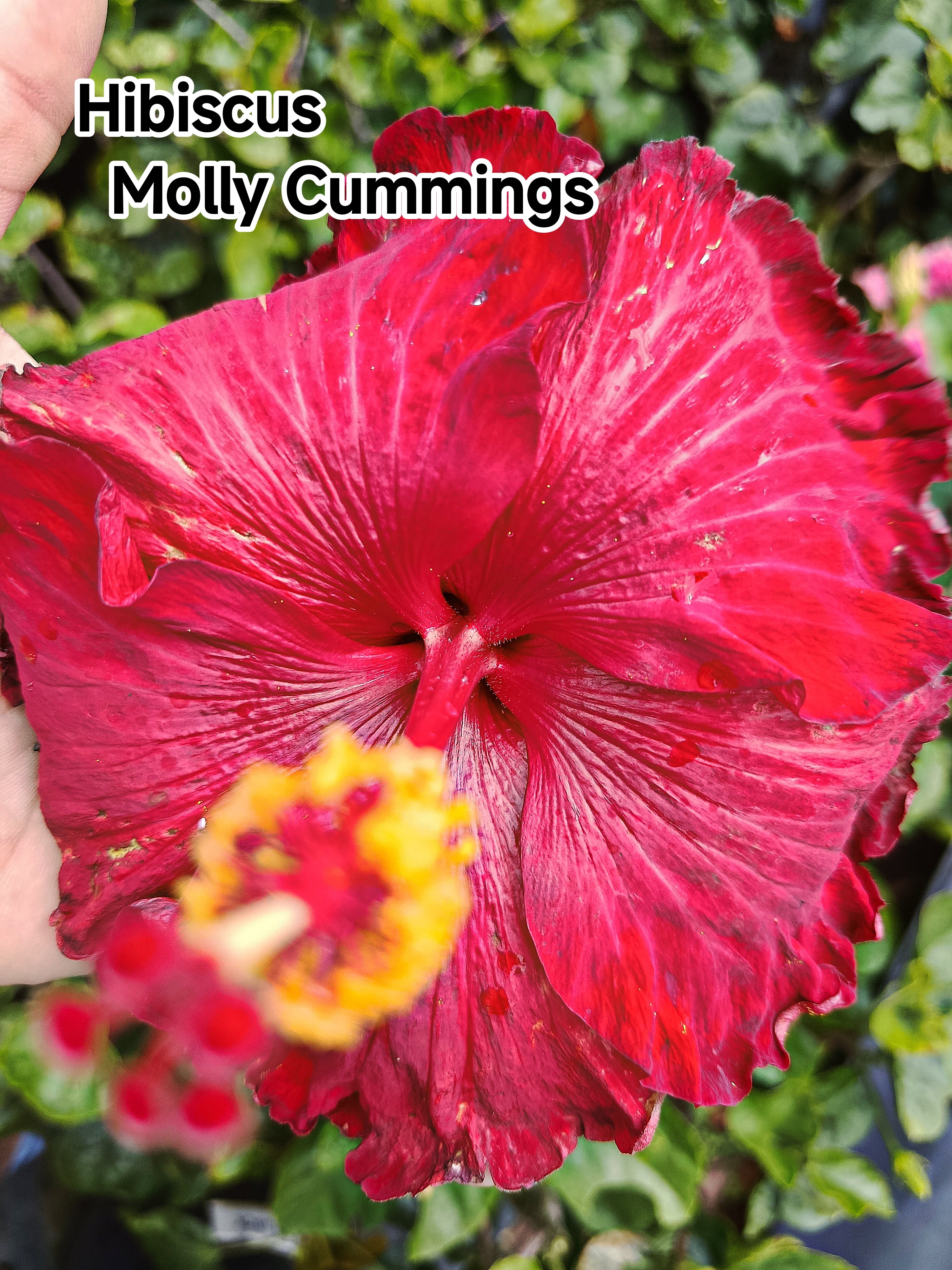 Hibiscus Molly Cummings