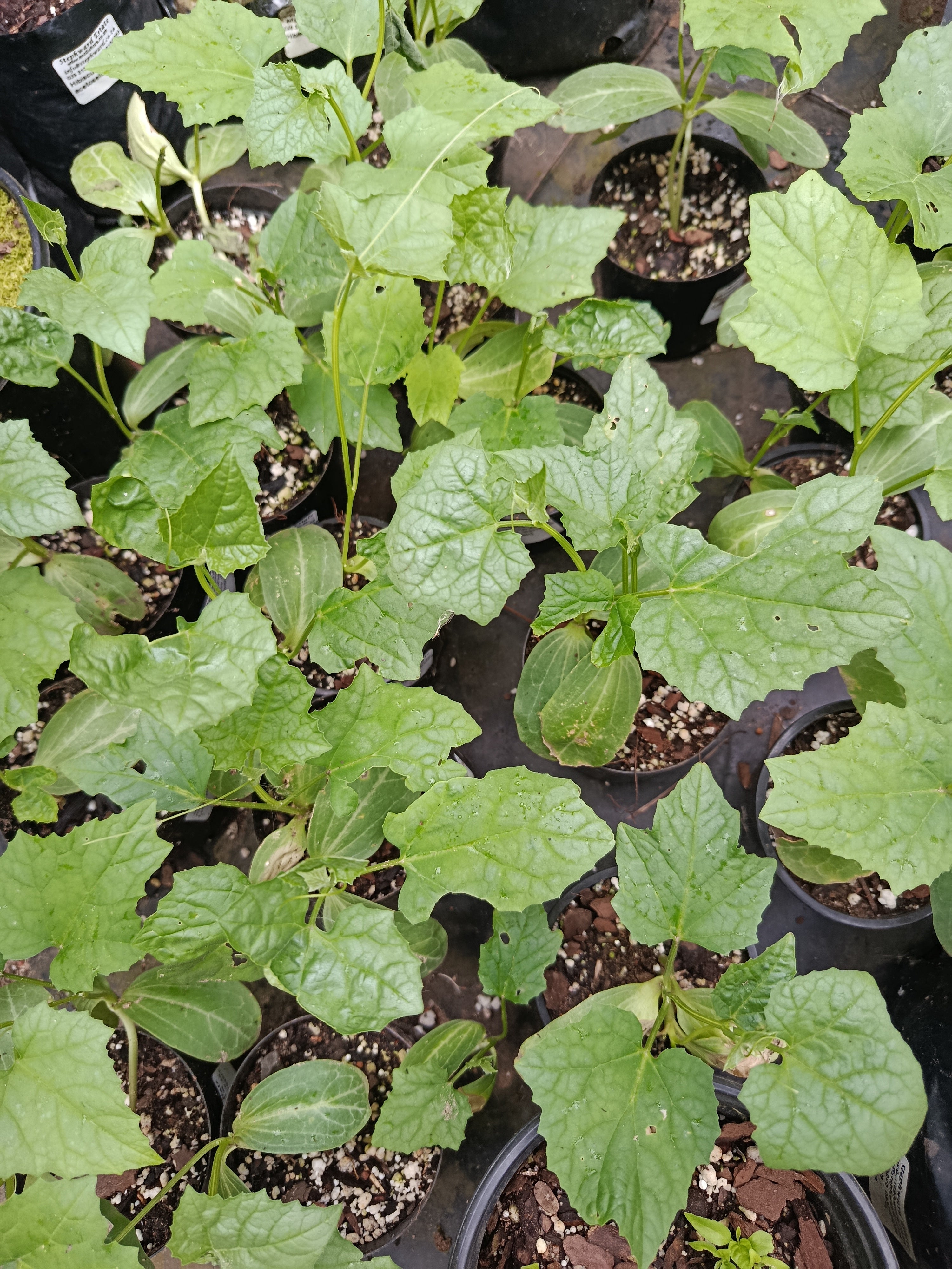 Luffa ( loofah)
