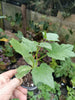 Luffa ( loofah)