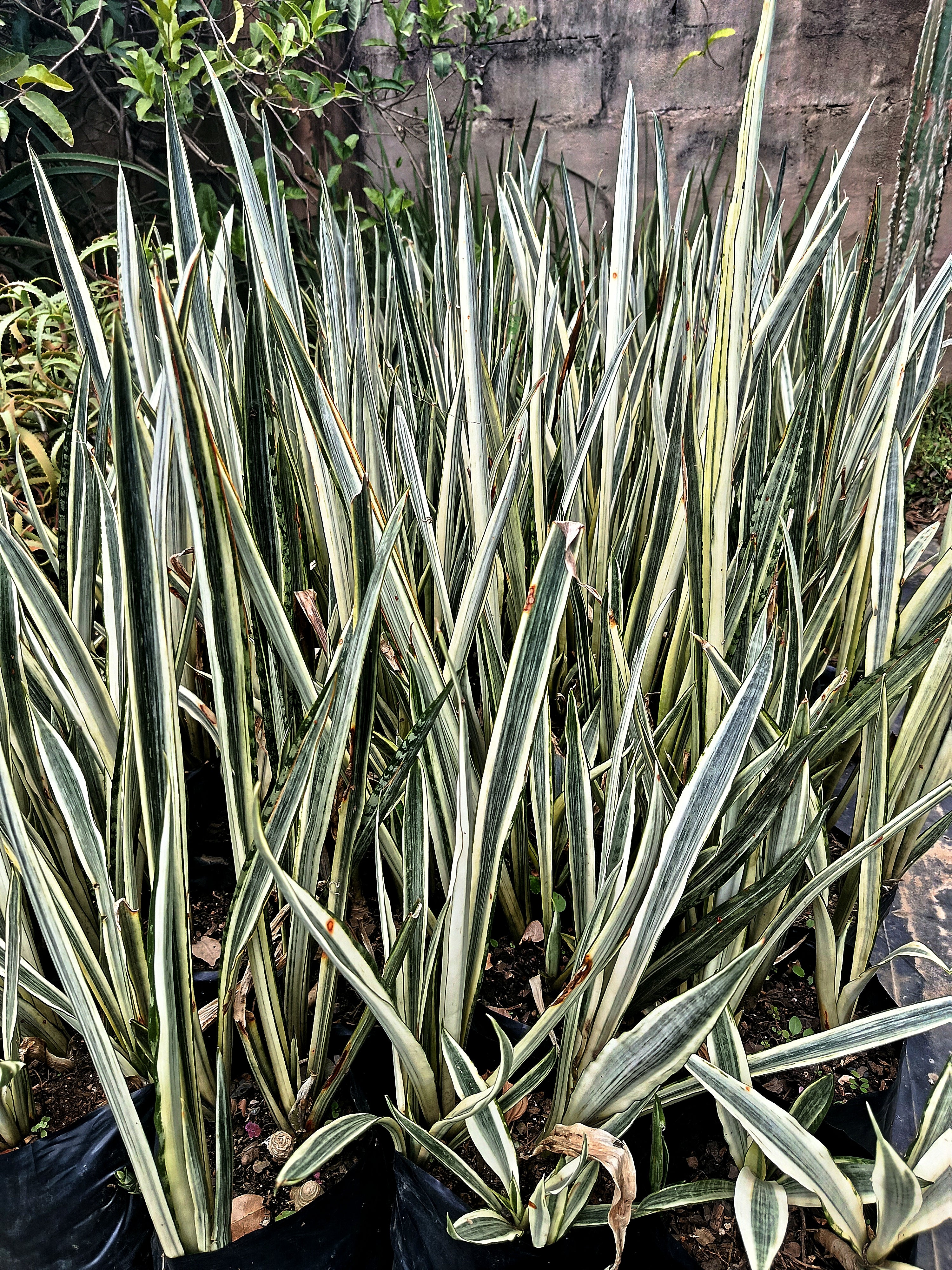 Sansevieria 'White Snake'/'Bantel's Sensation'( snake plant)