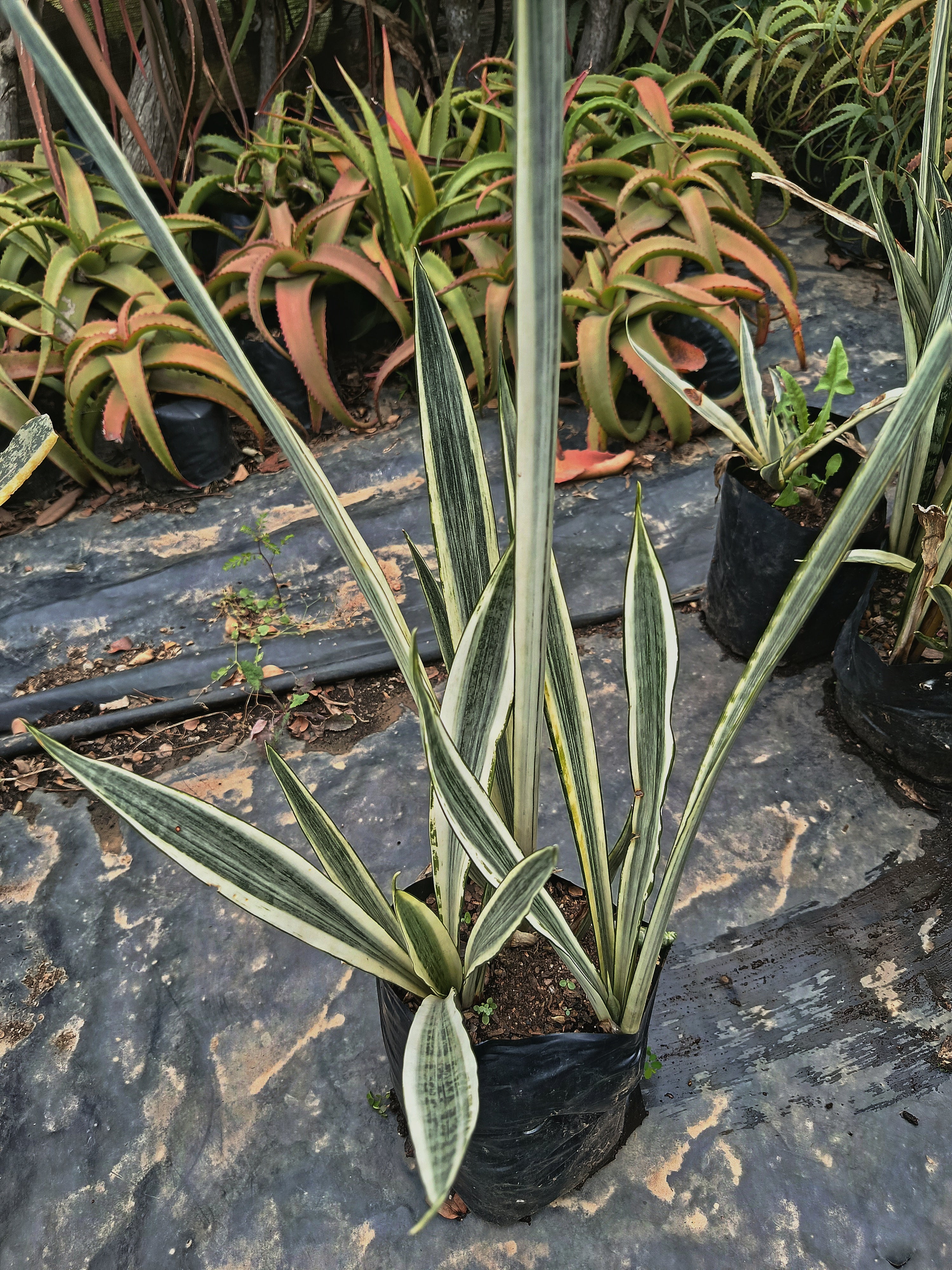 Sansevieria 'White Snake'/'Bantel's Sensation'( snake plant)