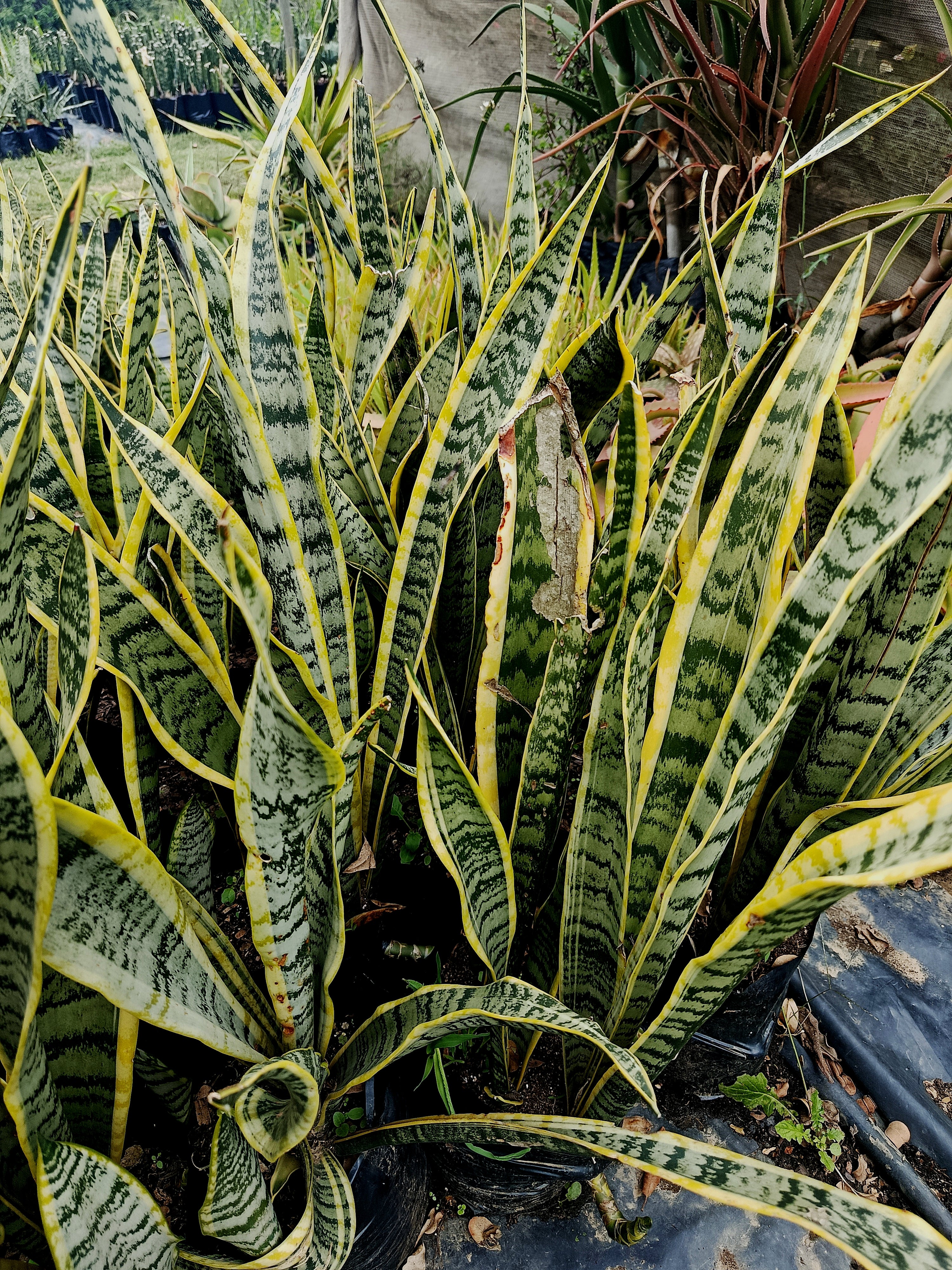 Dracaena trifasciata (snake plant )