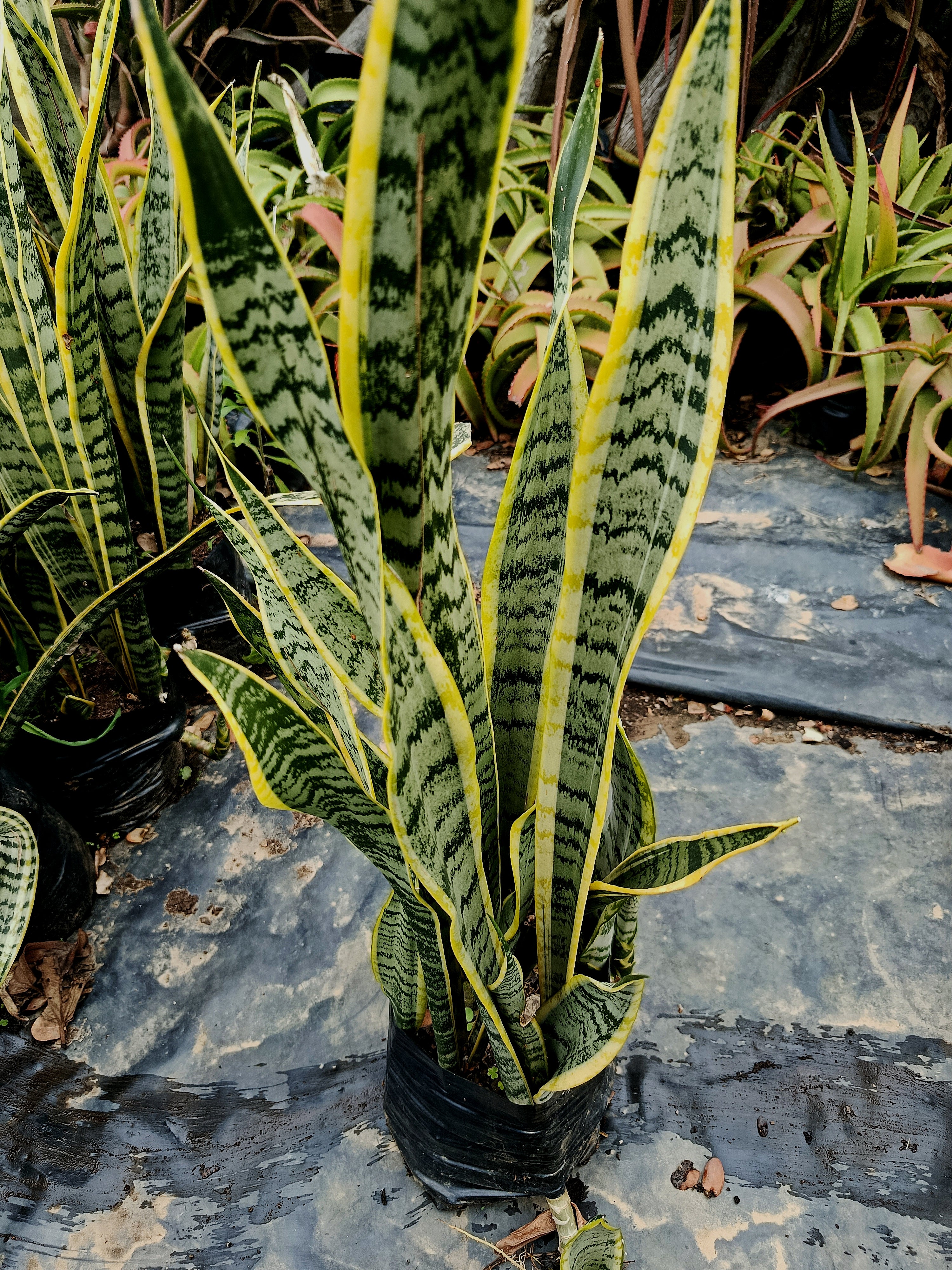 Dracaena trifasciata (snake plant )