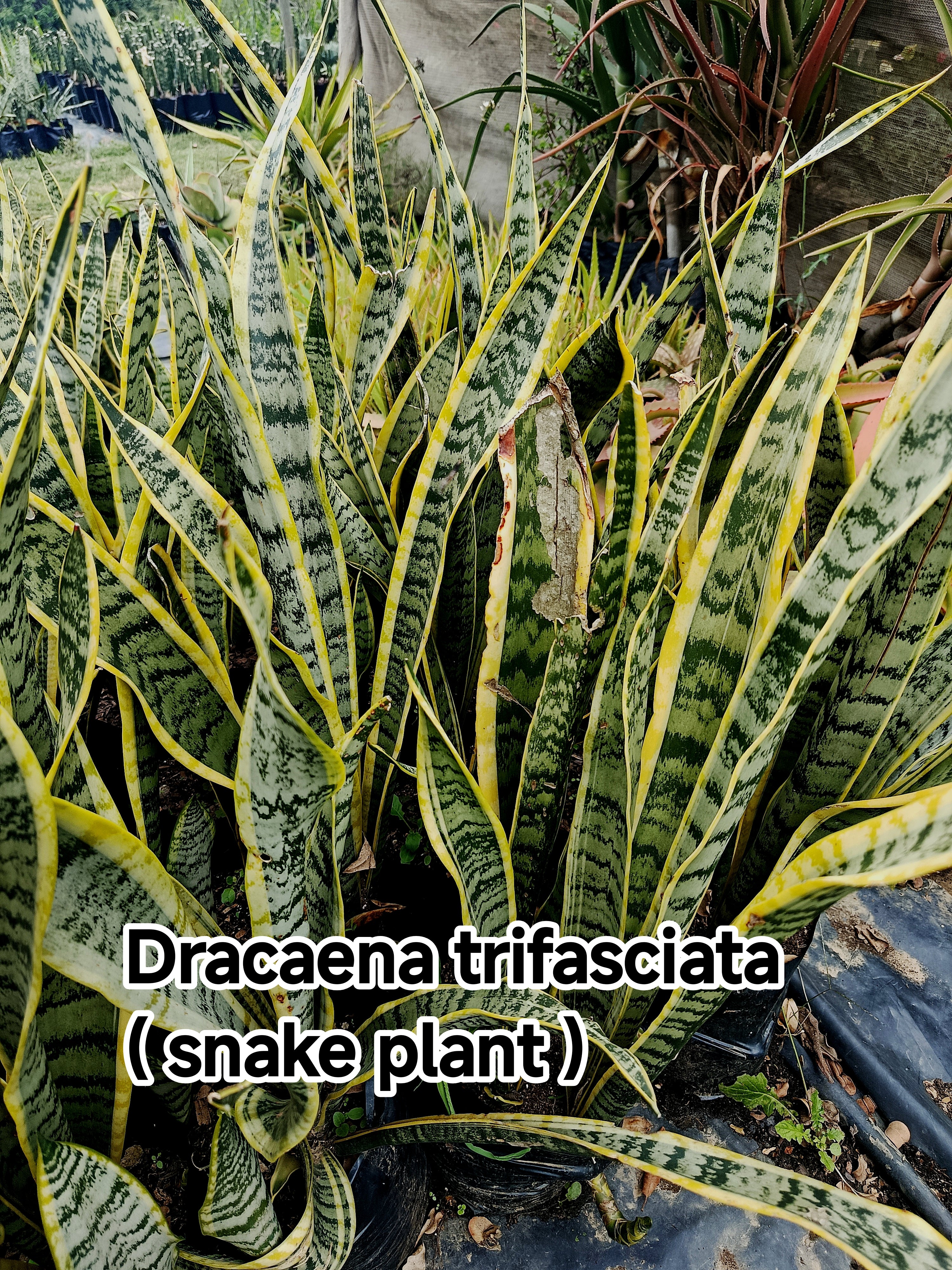 Dracaena trifasciata (snake plant )