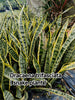 Dracaena trifasciata (snake plant )