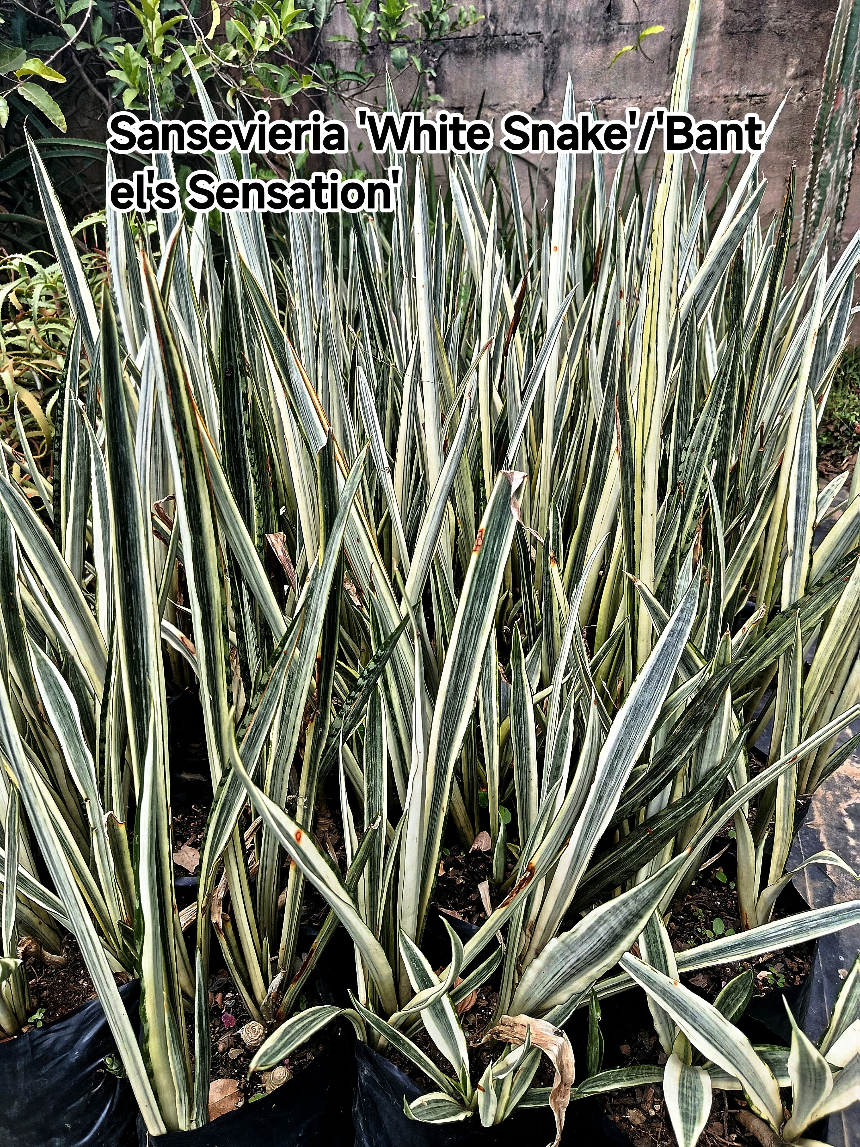 Sansevieria 'White Snake'/'Bantel's Sensation'( snake plant)