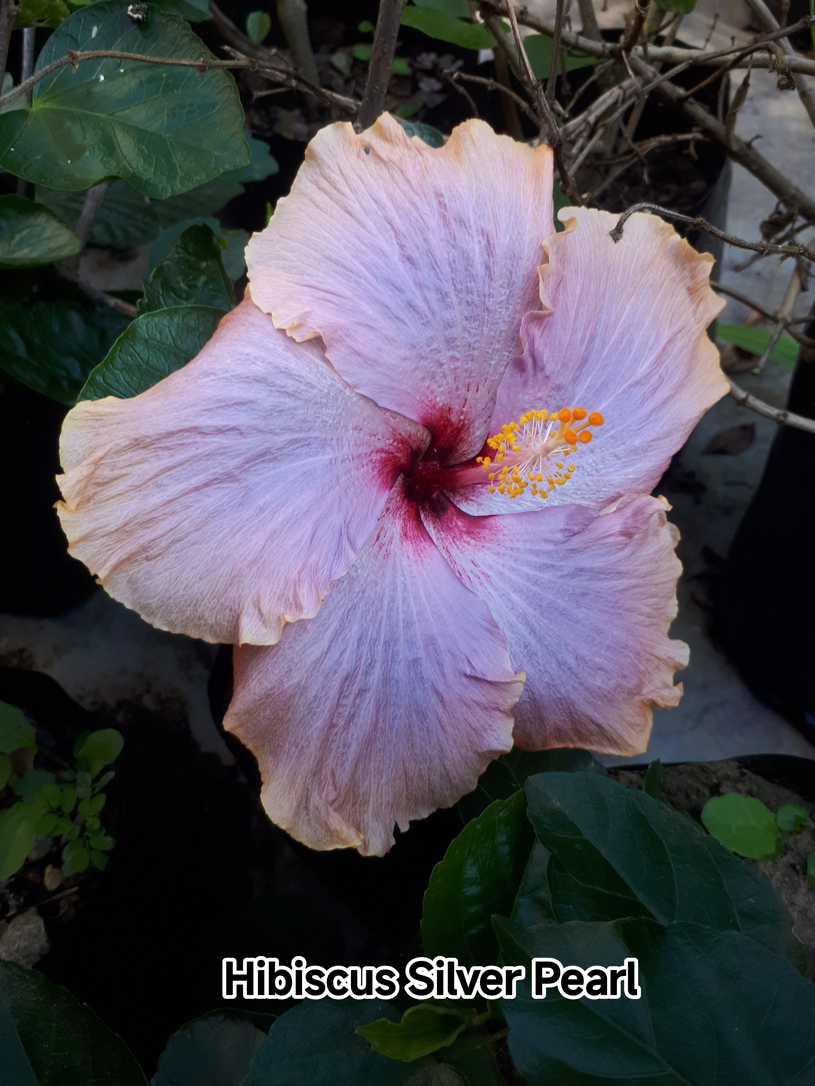 Hibiscus Silver Pearl