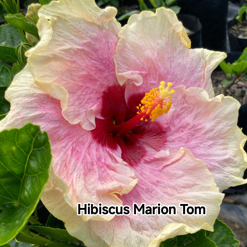 Hibiscus Marion Tom