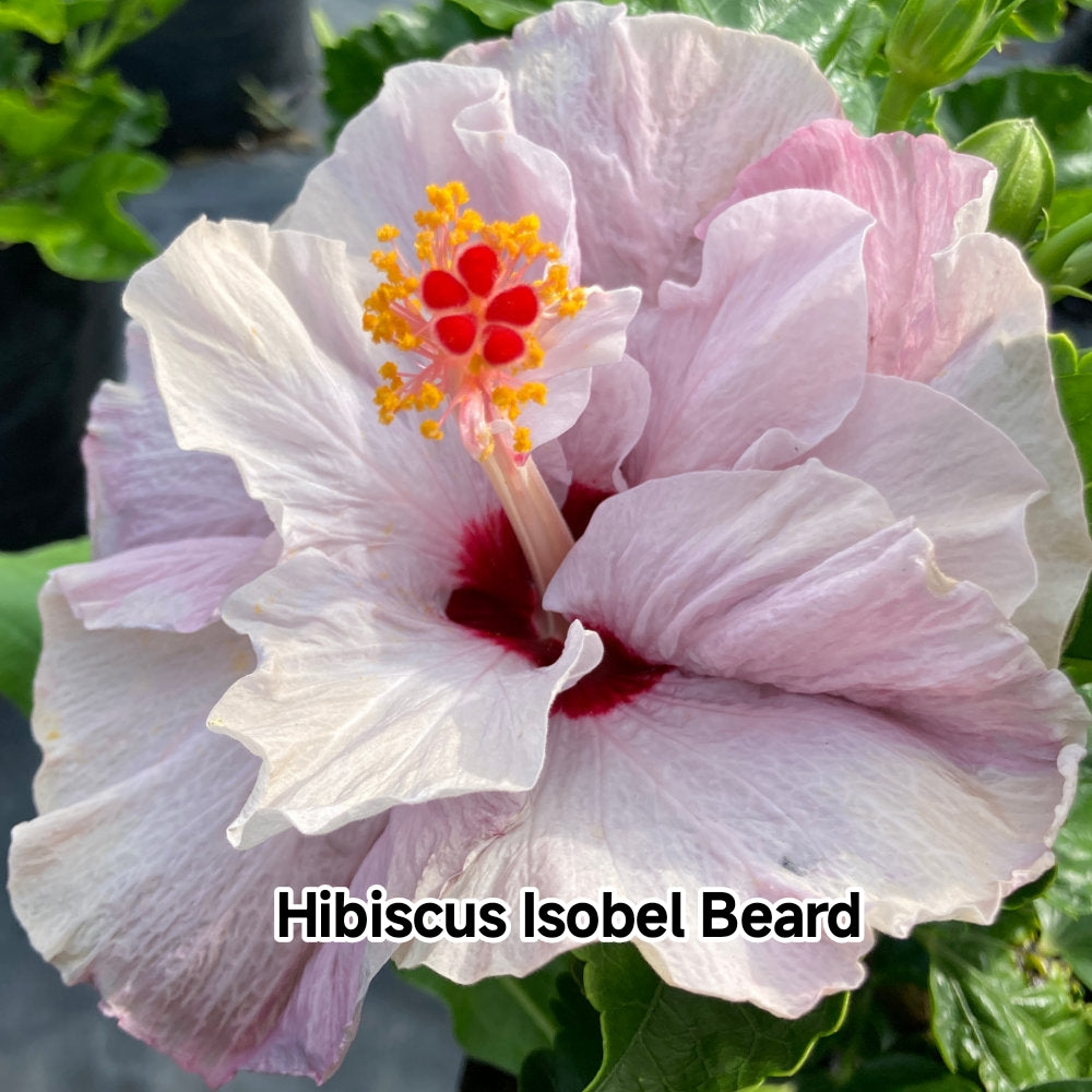 Hibiscus Isobel Beard