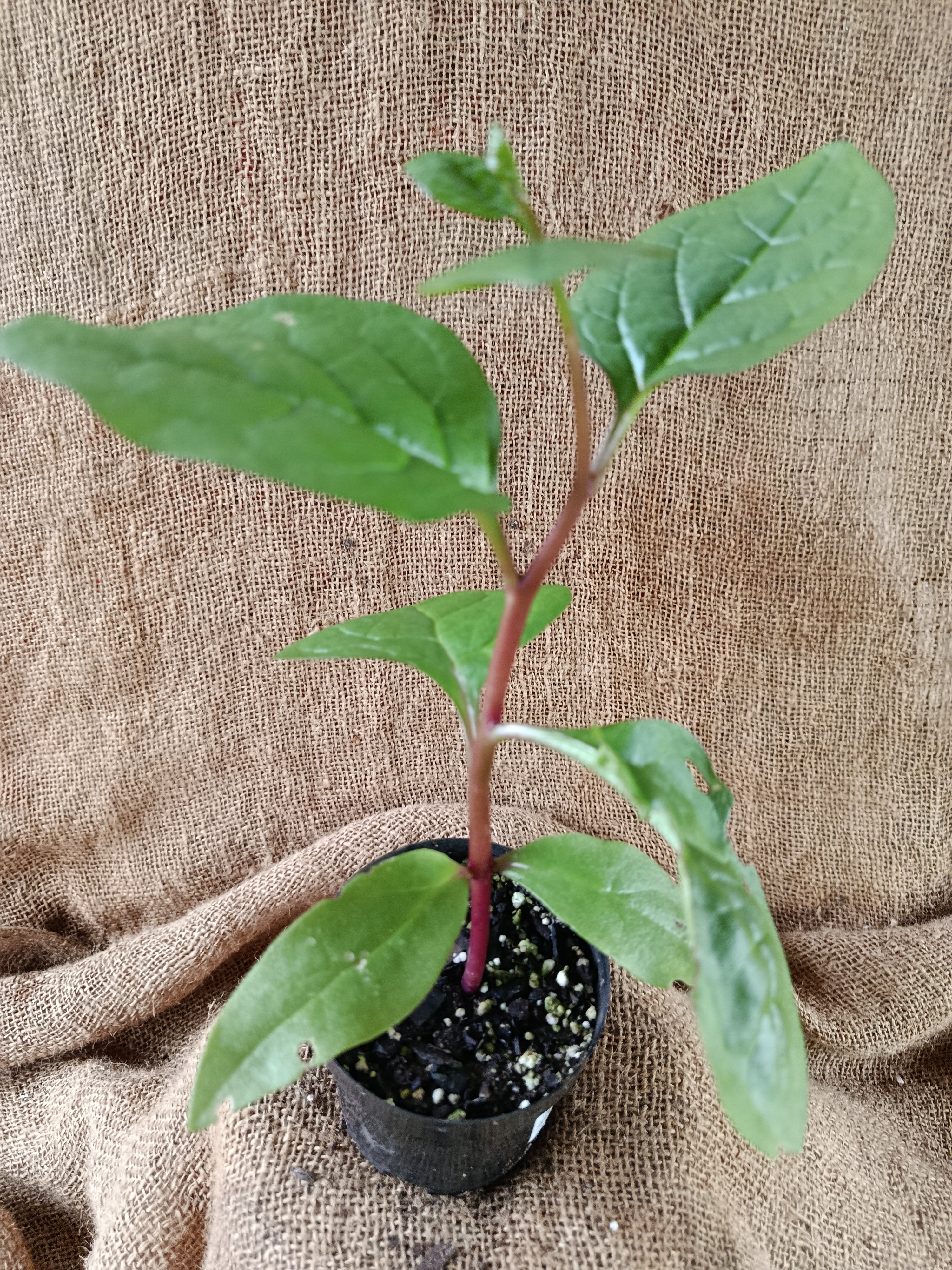 Malabar spinach young plants
