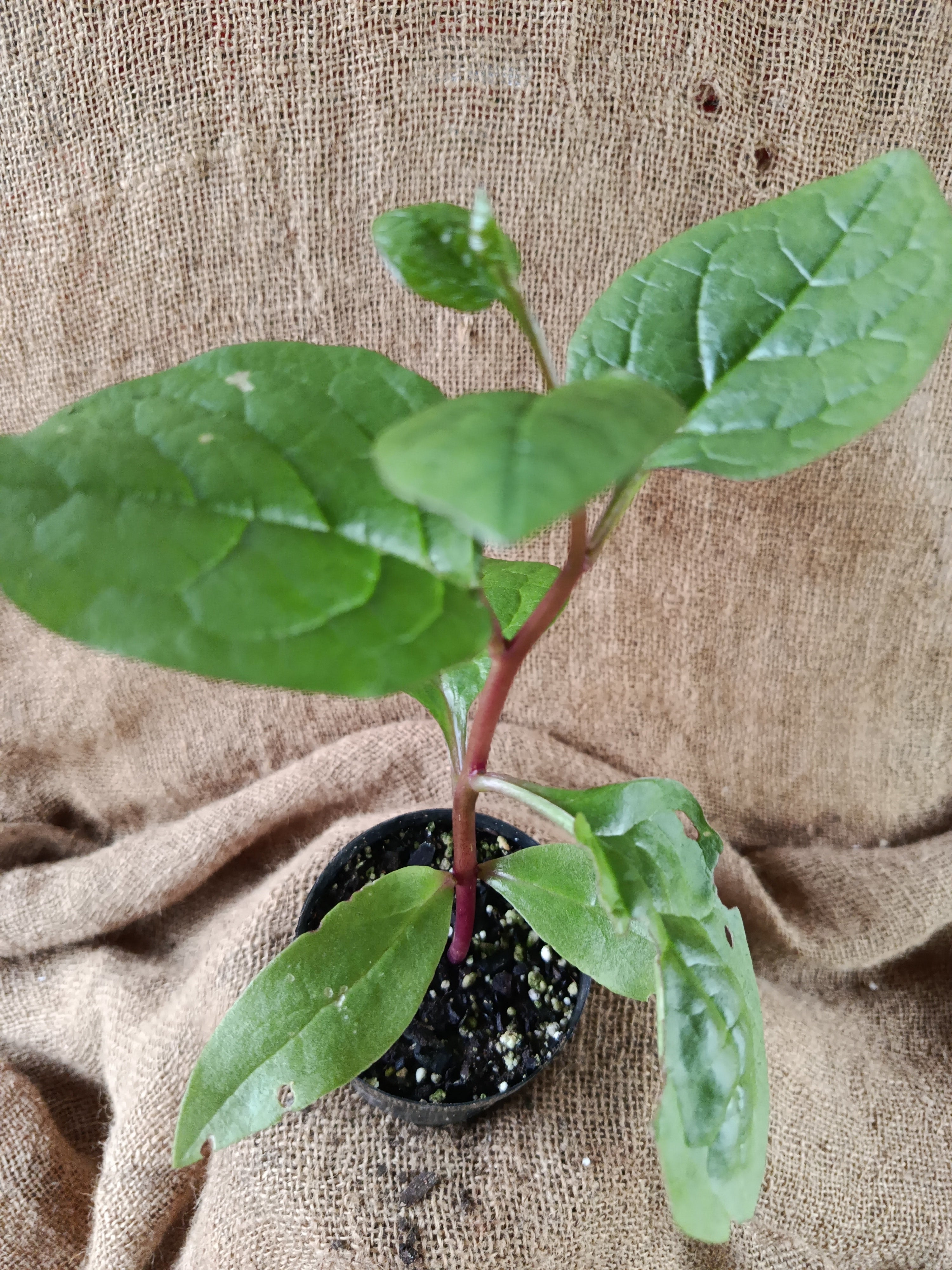 Malabar spinach young plants