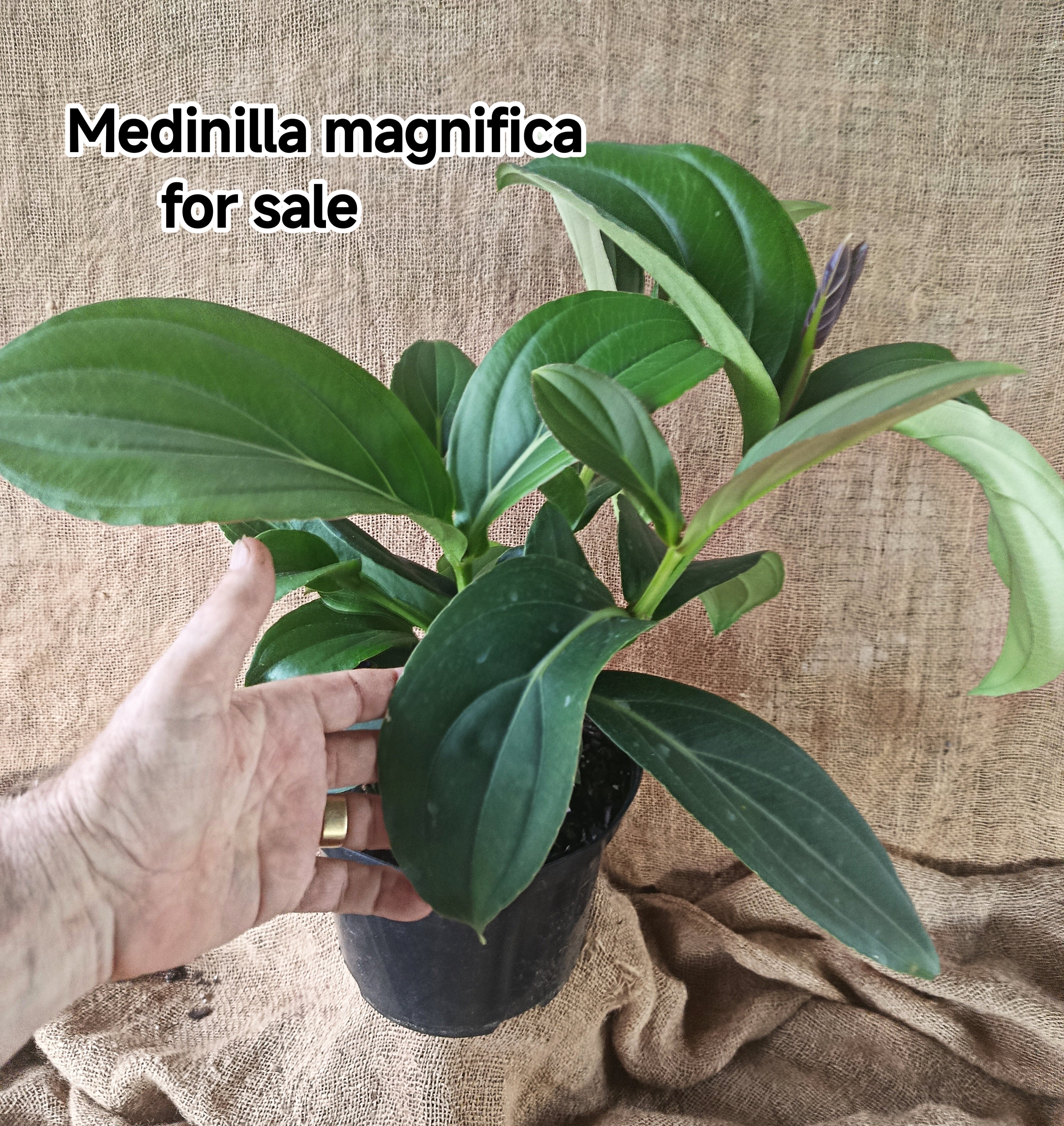 Medinilla magnifica