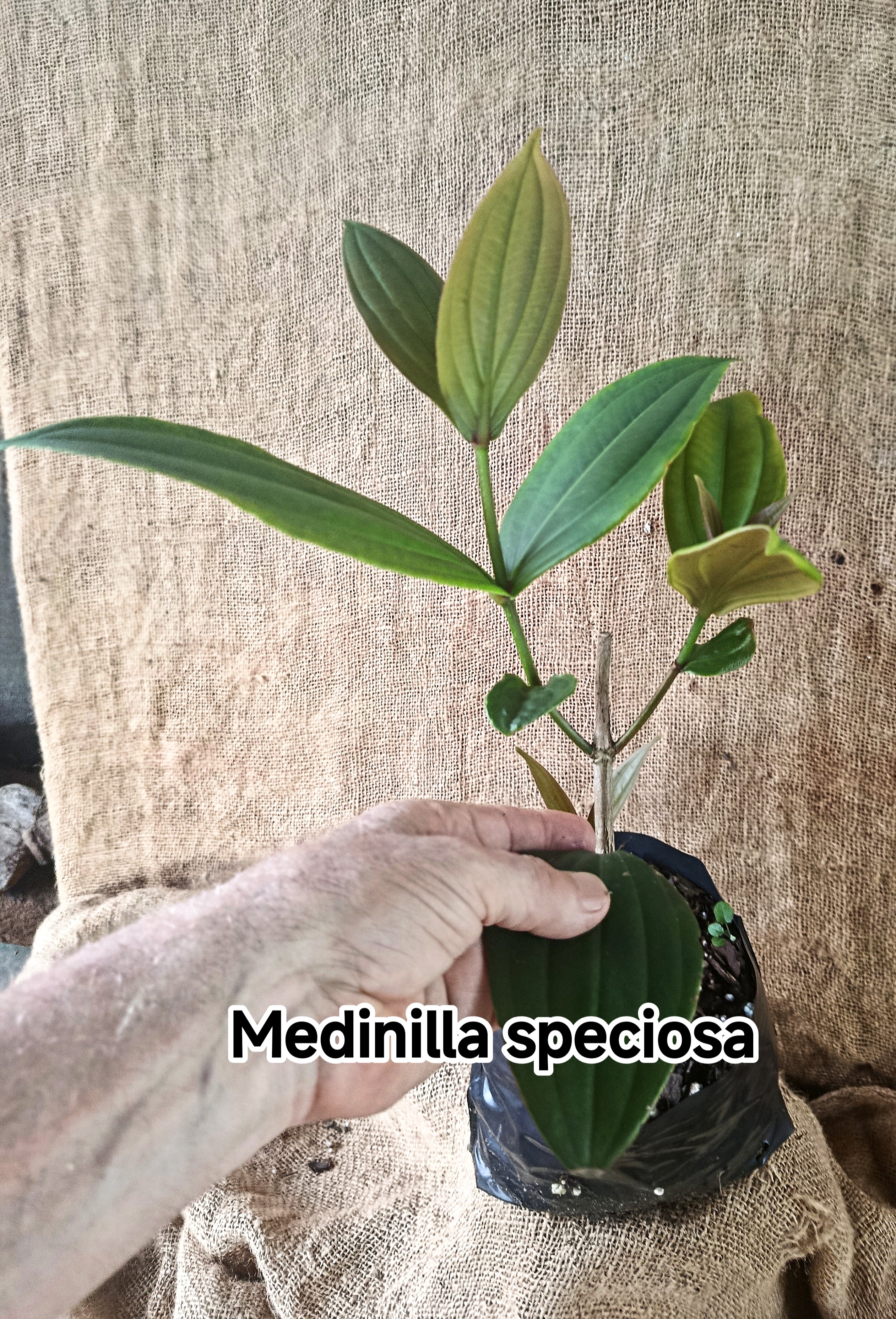 Medinilla speciosa