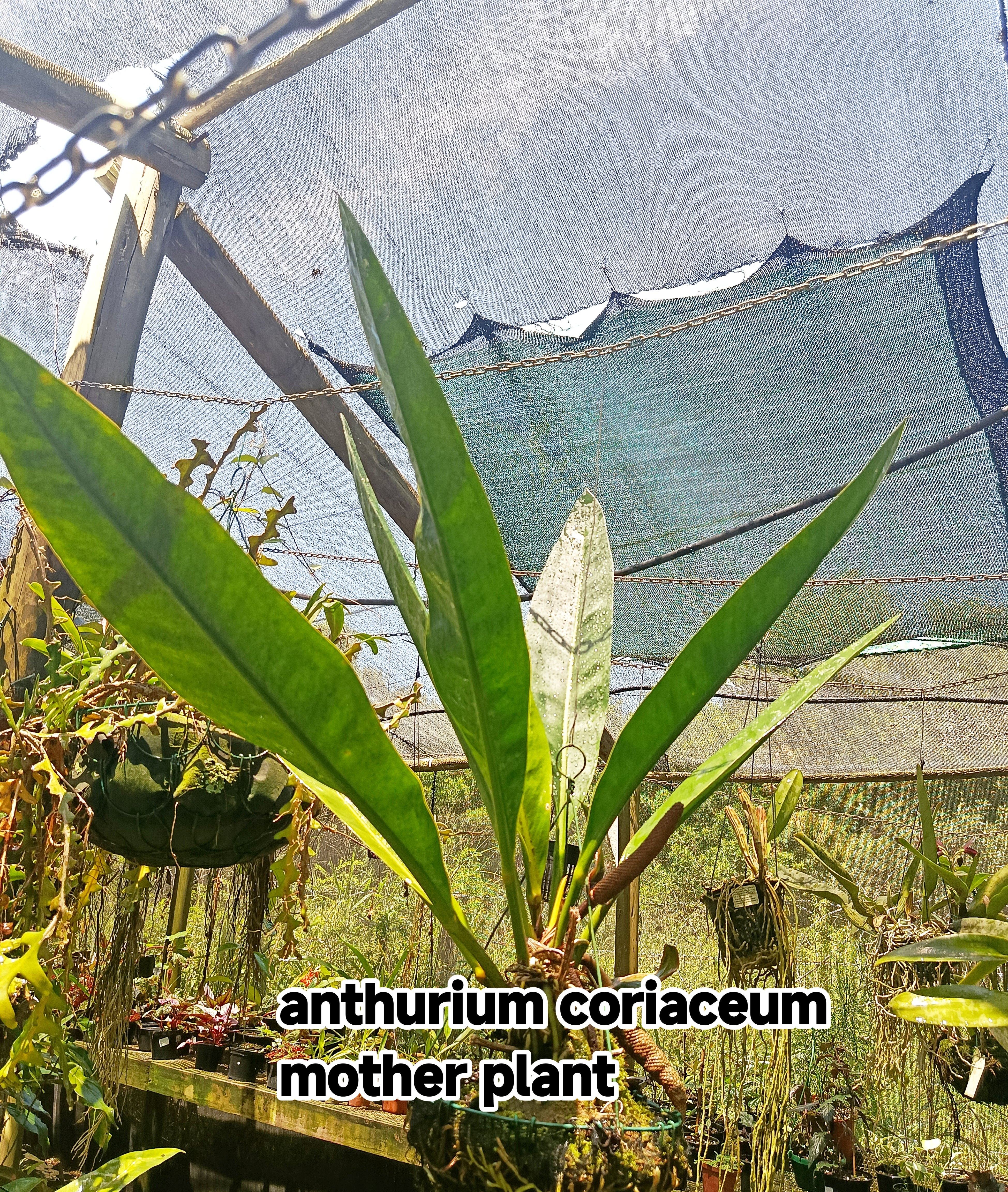 indoor plant hook Leather Plant Hammock