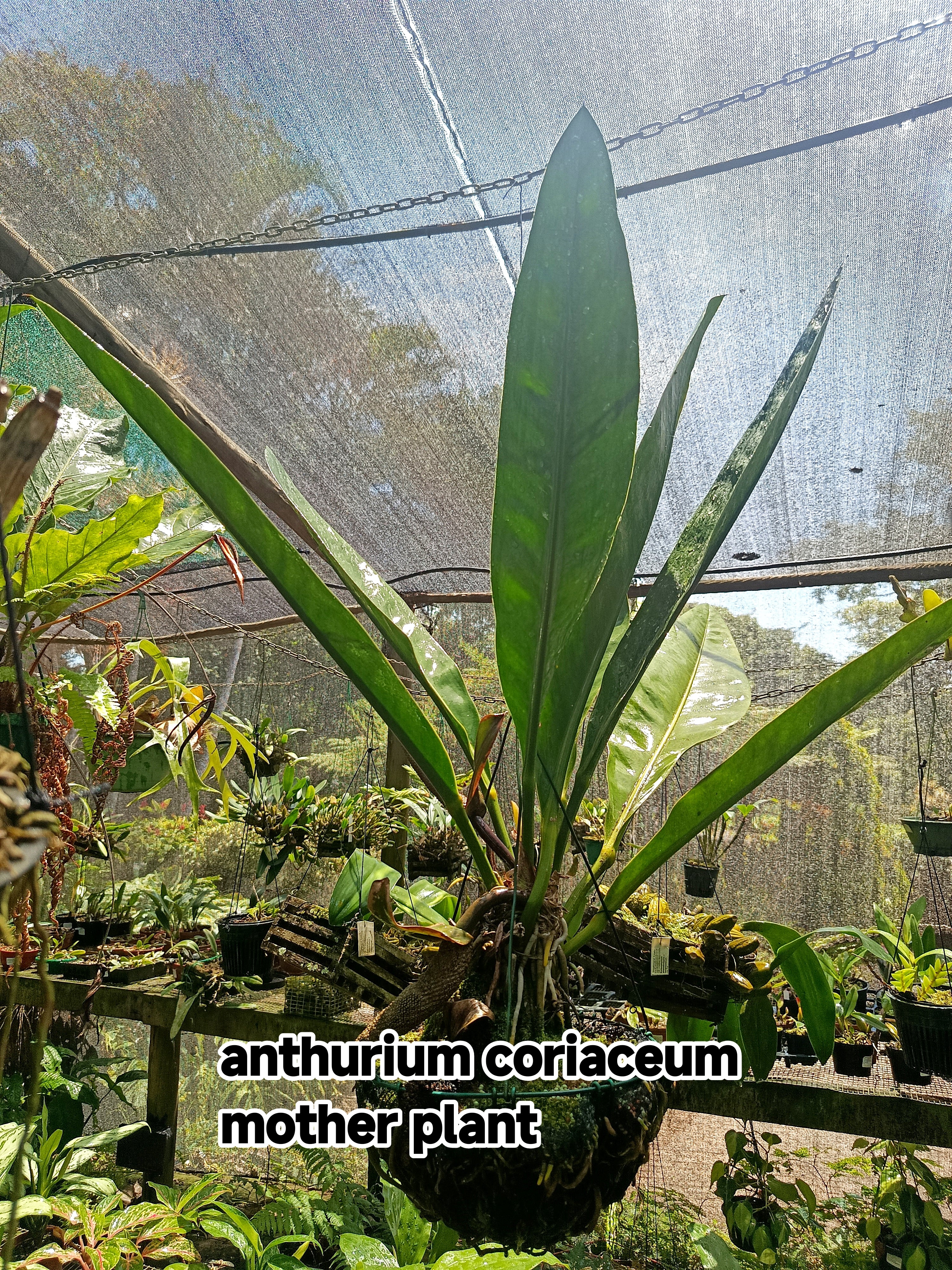 anthurium coriaceum Anthurium Coriaceum – Exotic Flora
