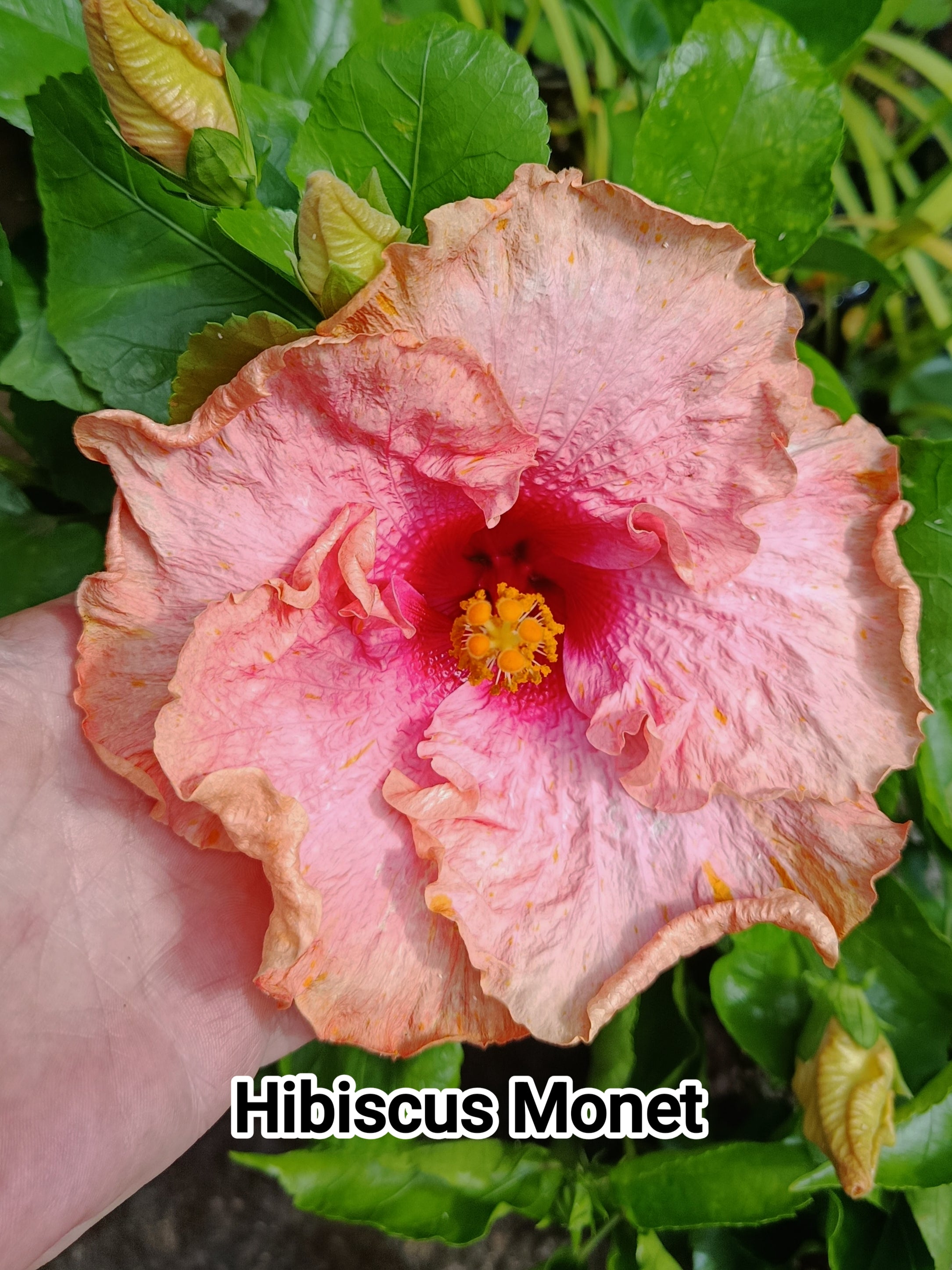 Hibiscus Monet – Exotic Flora