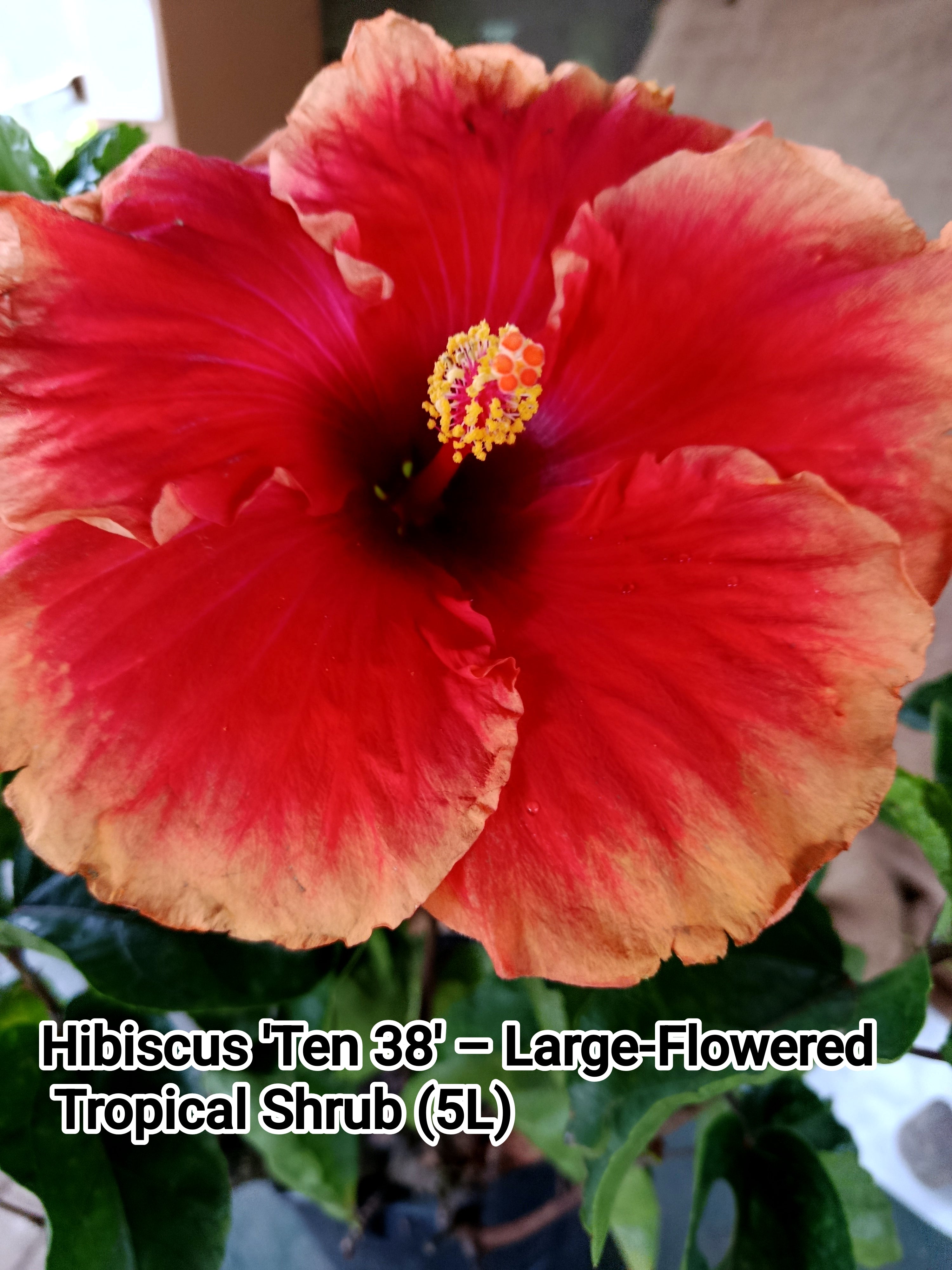 Hibiscus 'Ten 37' – Large-Flowered Tropical Shrub (5L) – Exotic Flora