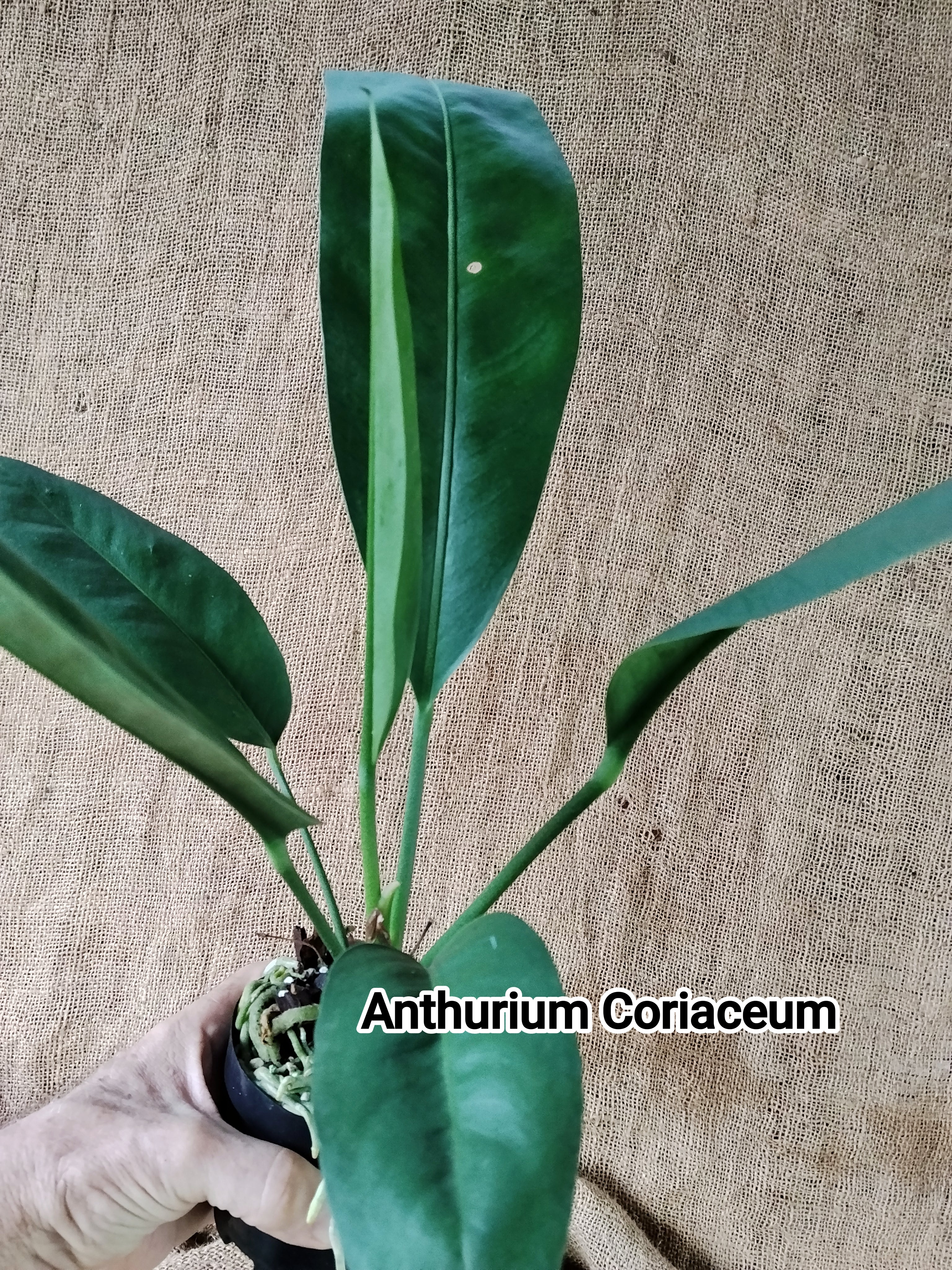 anthurium coriaceum for sale Anthurium Coriaceum – Exotic Flora