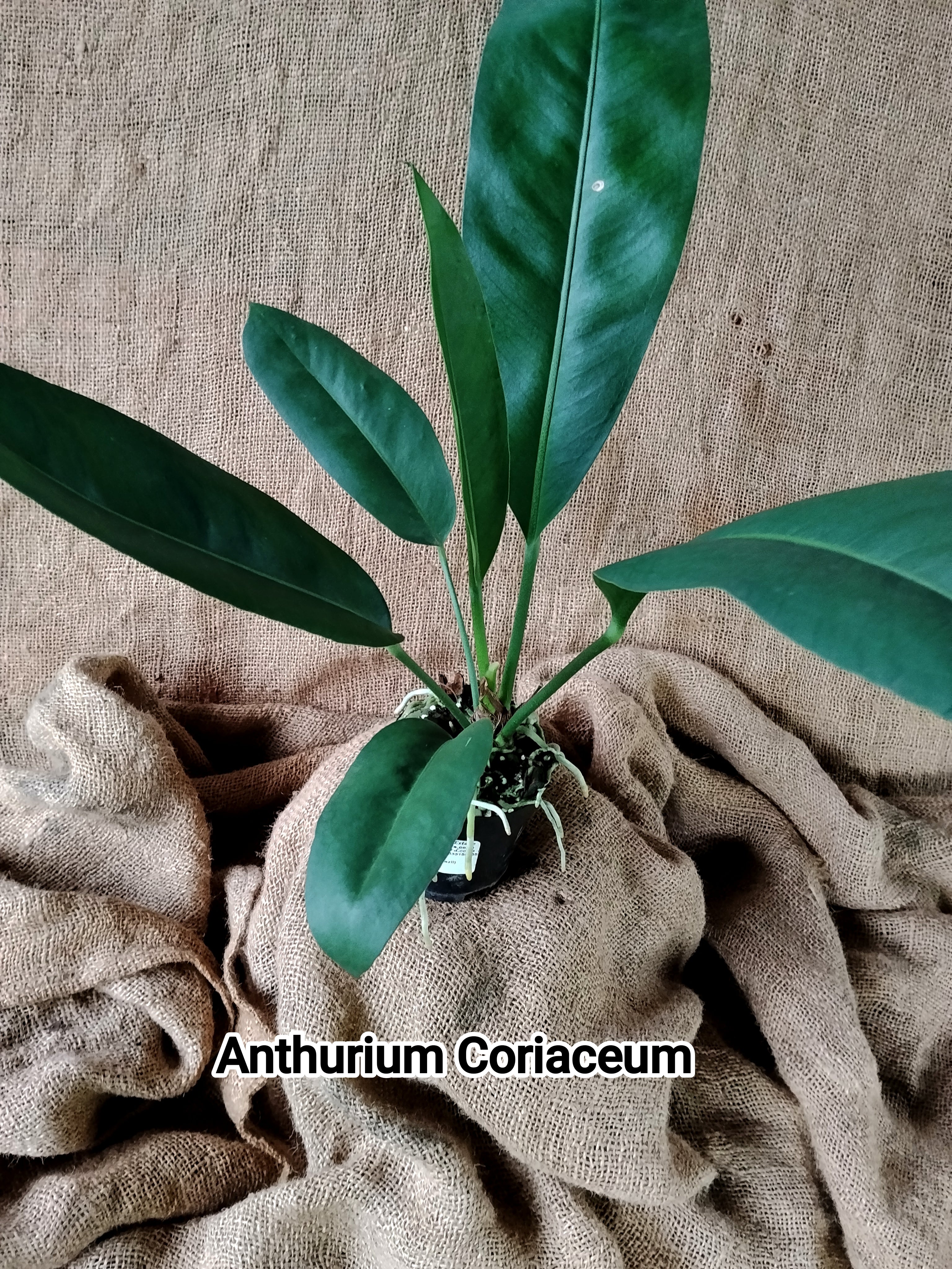 anthurium coriaceum for sale Anthurium Coriaceum – Exotic Flora