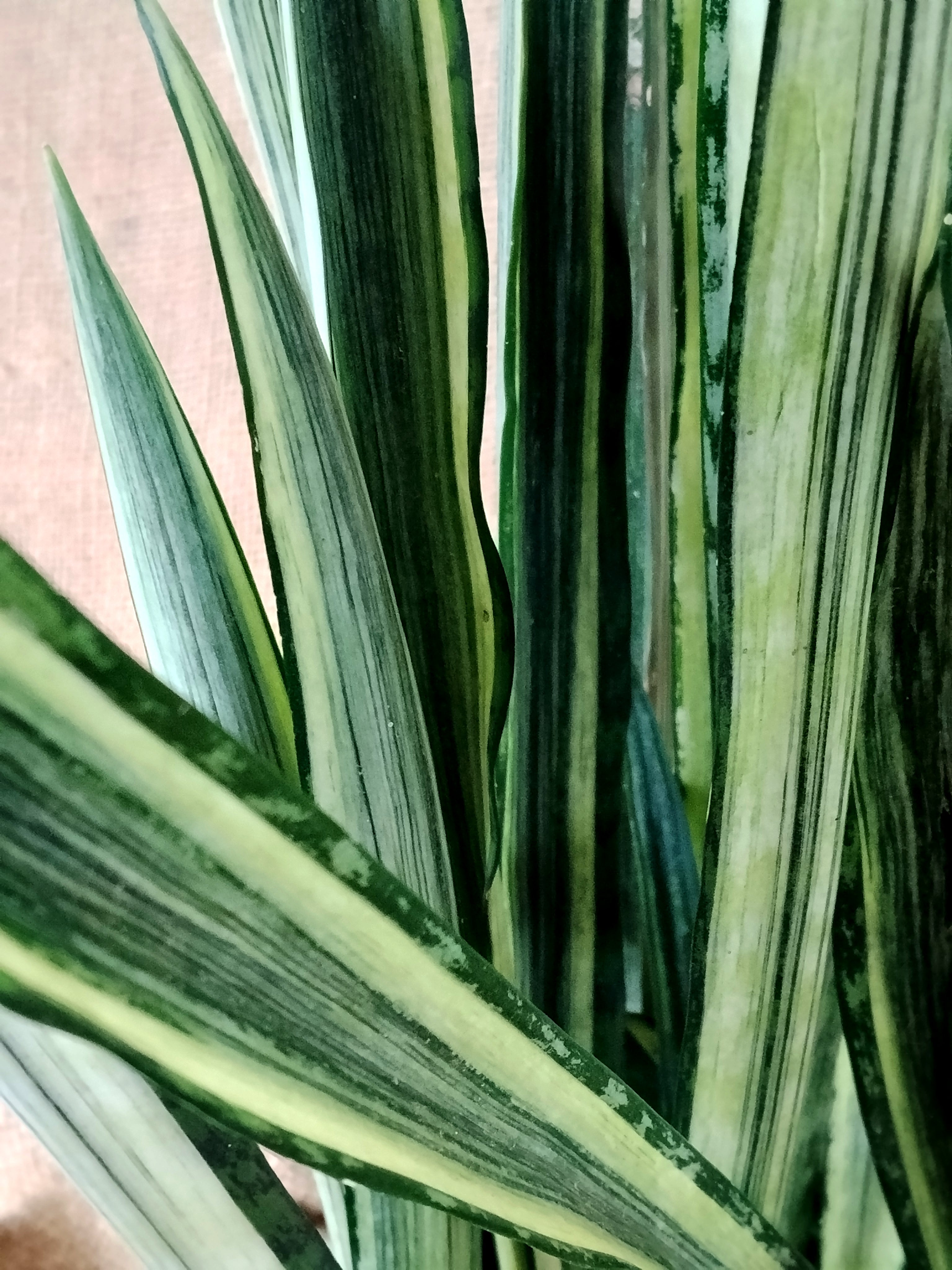 bantel sensation snake plant Sansevieria 'White variegated Snake'/'Bantel's Sensation'( snake plant –  Exotic Flora