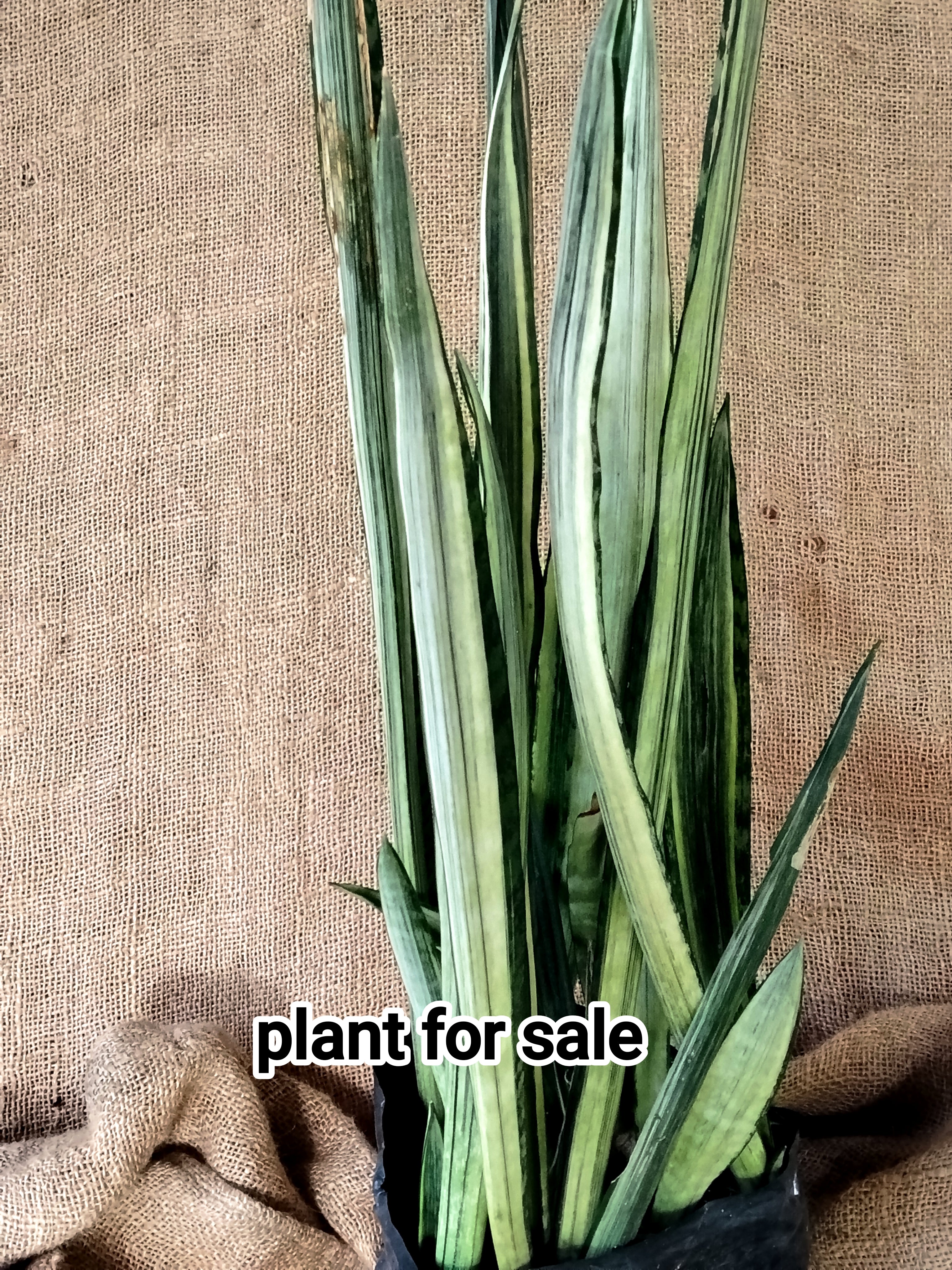 white variegated snake plant Sansevieria 'White variegated Snake'/'Bantel's Sensation'( snake plant – Exotic Flora