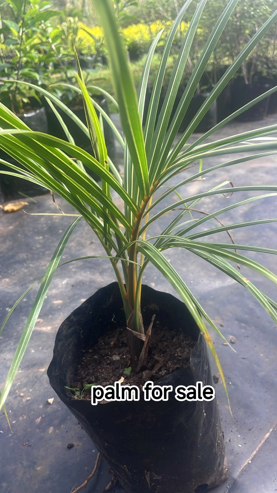 hyophorbe verschaffeltii spindle palm – Exotic Flora