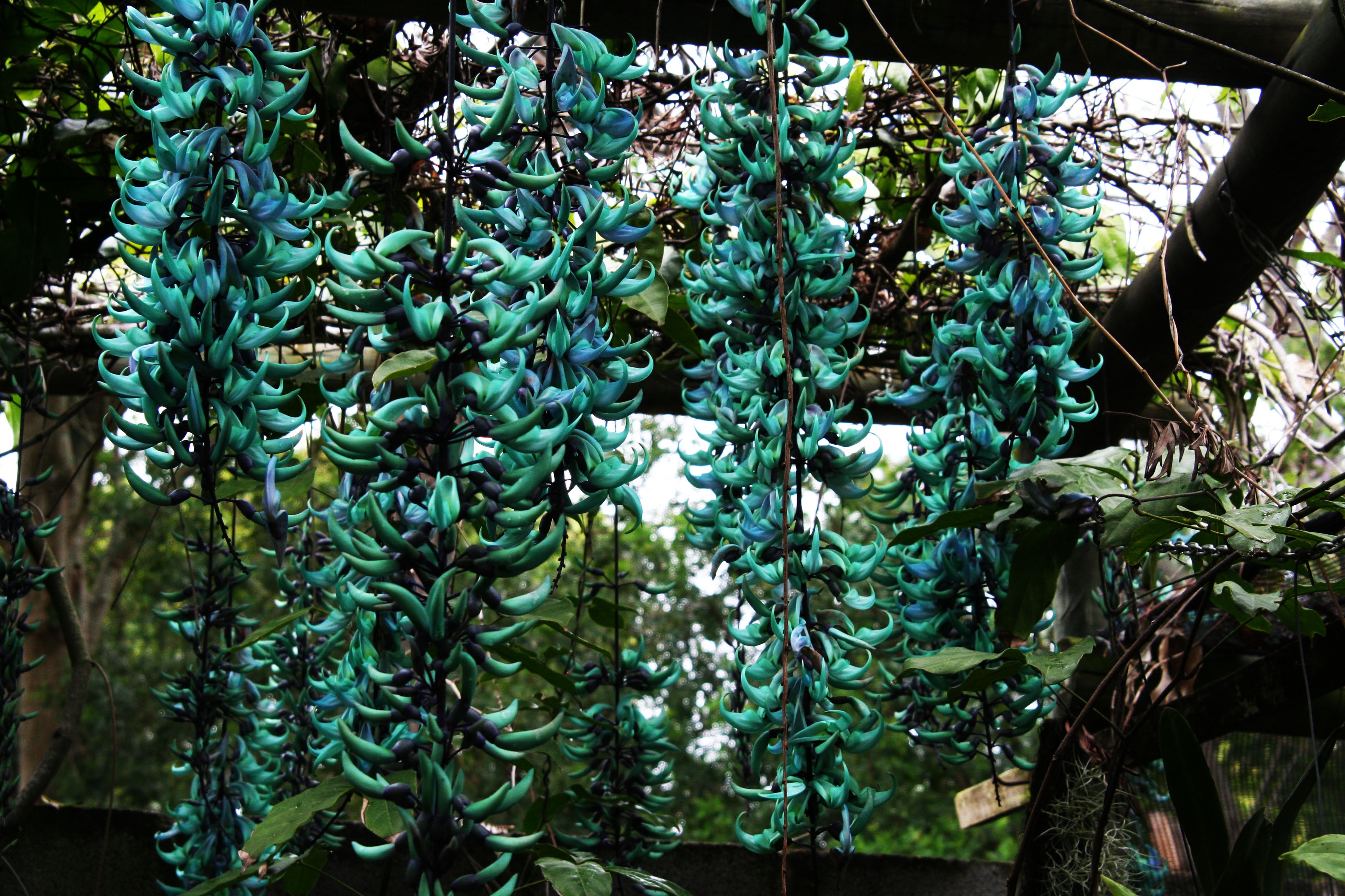 jade vine plant for sale Jade Vine Strongylodon macrobotrys – Exotic Flora