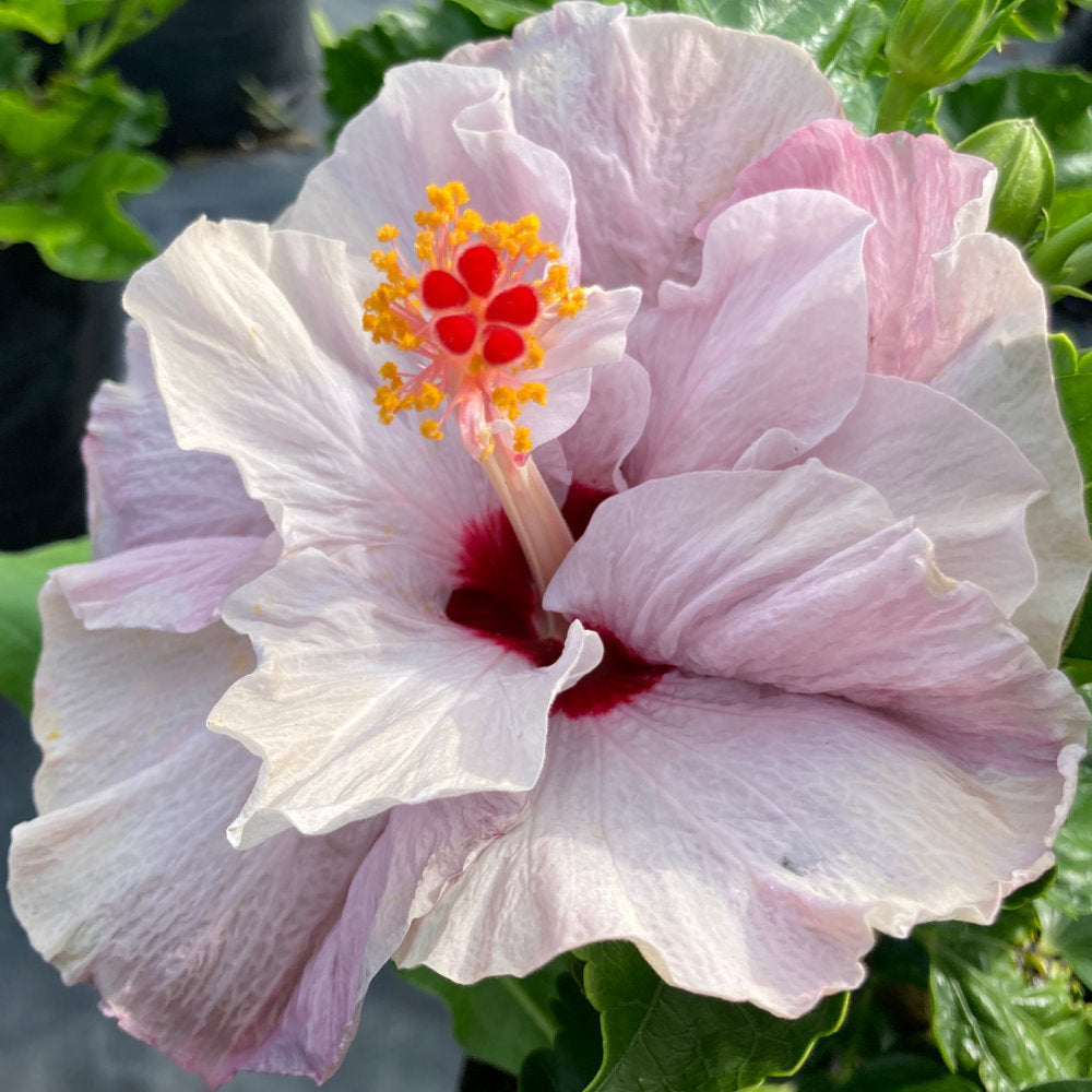 Hibiscus Isobel Beard