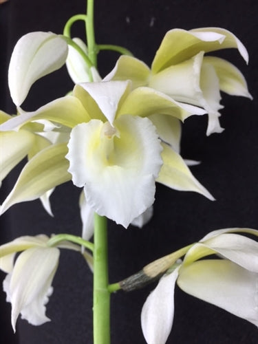 Phaius wallichii x Phaius tankervilleae alba