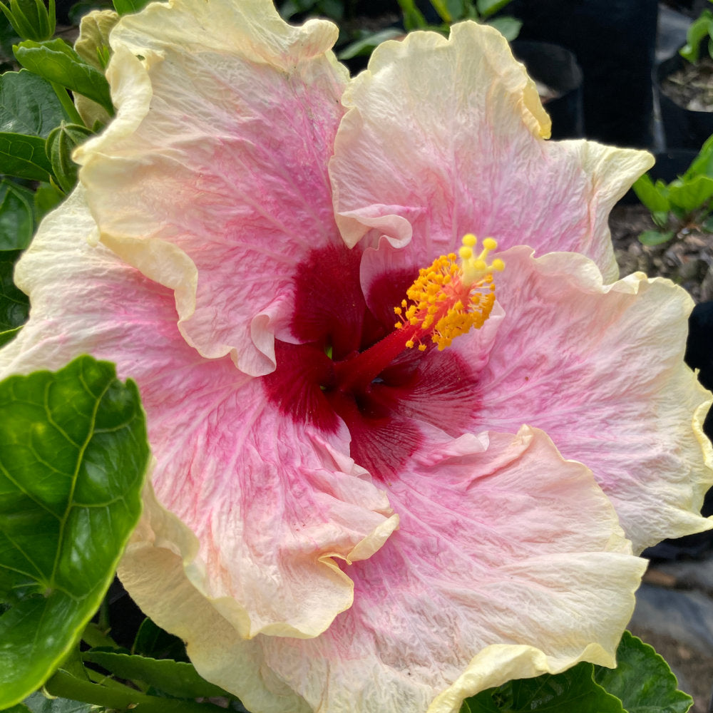 Hibiscus Marion Tom