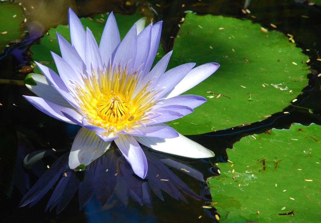 Water Lily Blue (Indigenous)