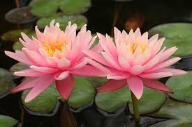 Water Lilly Colorado Peachy pink