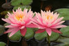Water Lilly Colorado Peachy pink