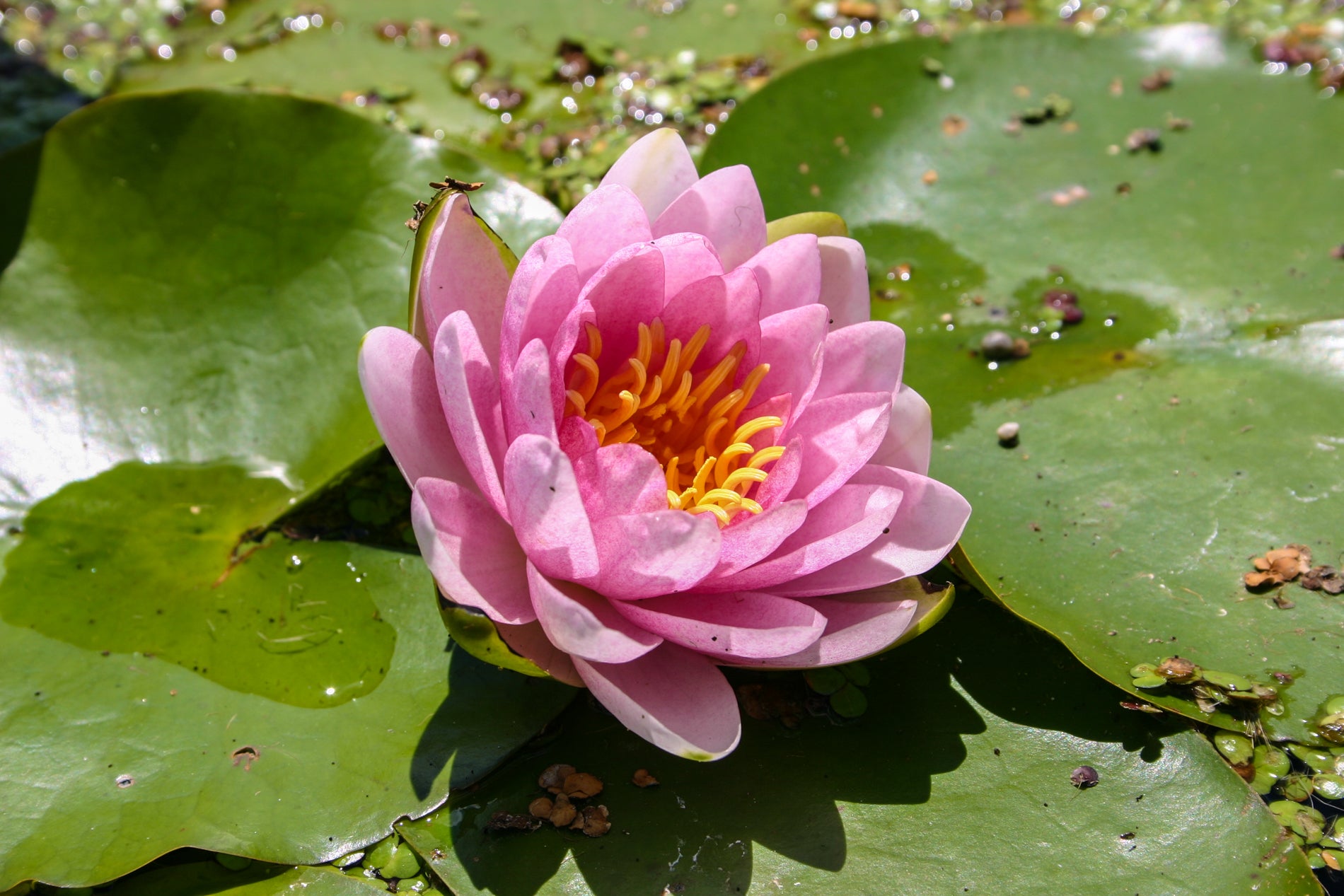 Waterlilly Hollandia Strong Pink