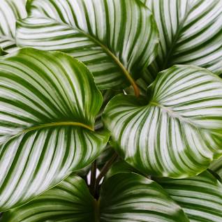 prayer plant south africa Calathea orbiflora (Prayer Plant) Plant – Exotic Flora