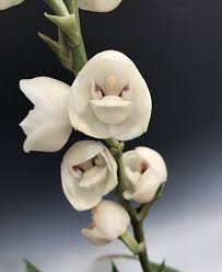 Peristeria elata Dove Orchid