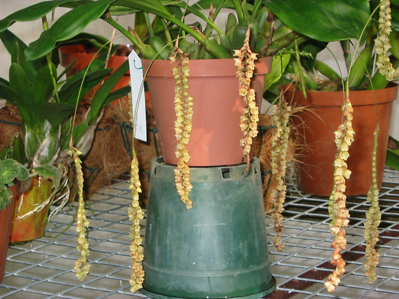 Pholidota umbricata. "Rattle Snake Orchid"